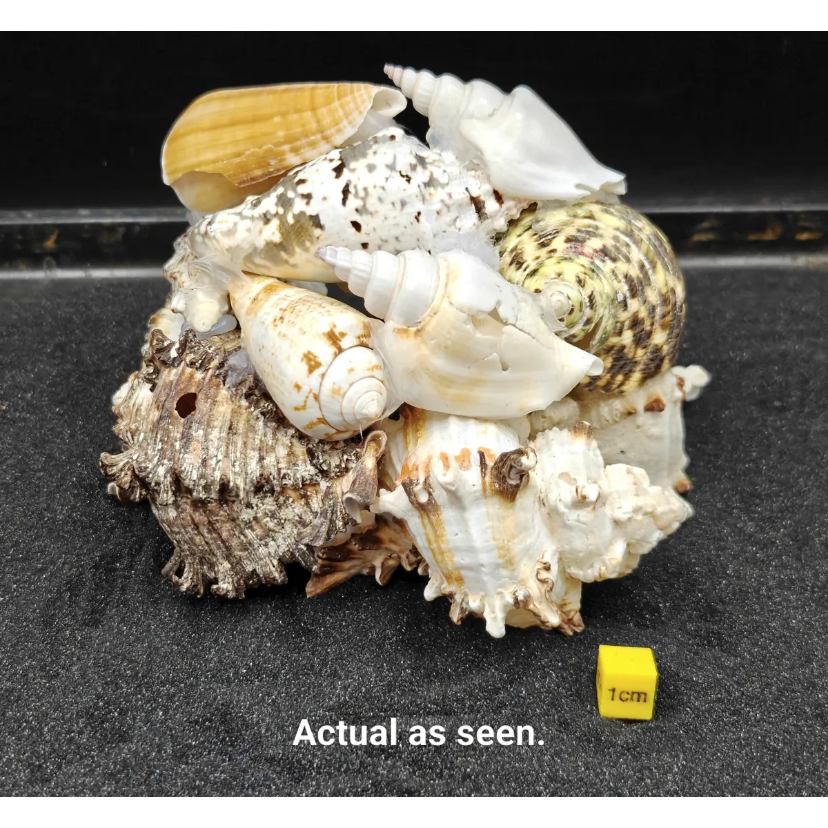 Natural Seashell Aquarium Cave for a Hideaway