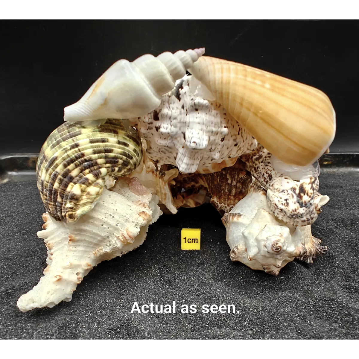 Natural Seashell Aquarium Cave for a Hideaway