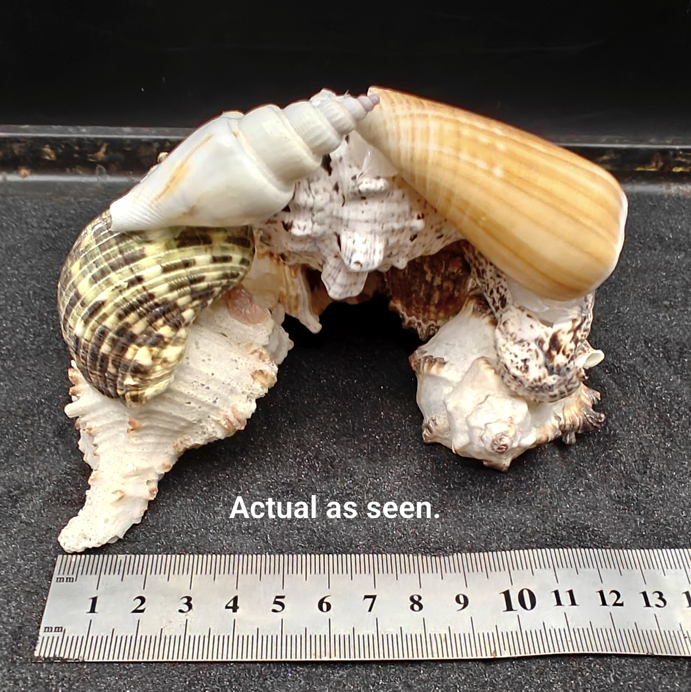 Natural Seashell Aquarium Cave for a Hideaway
