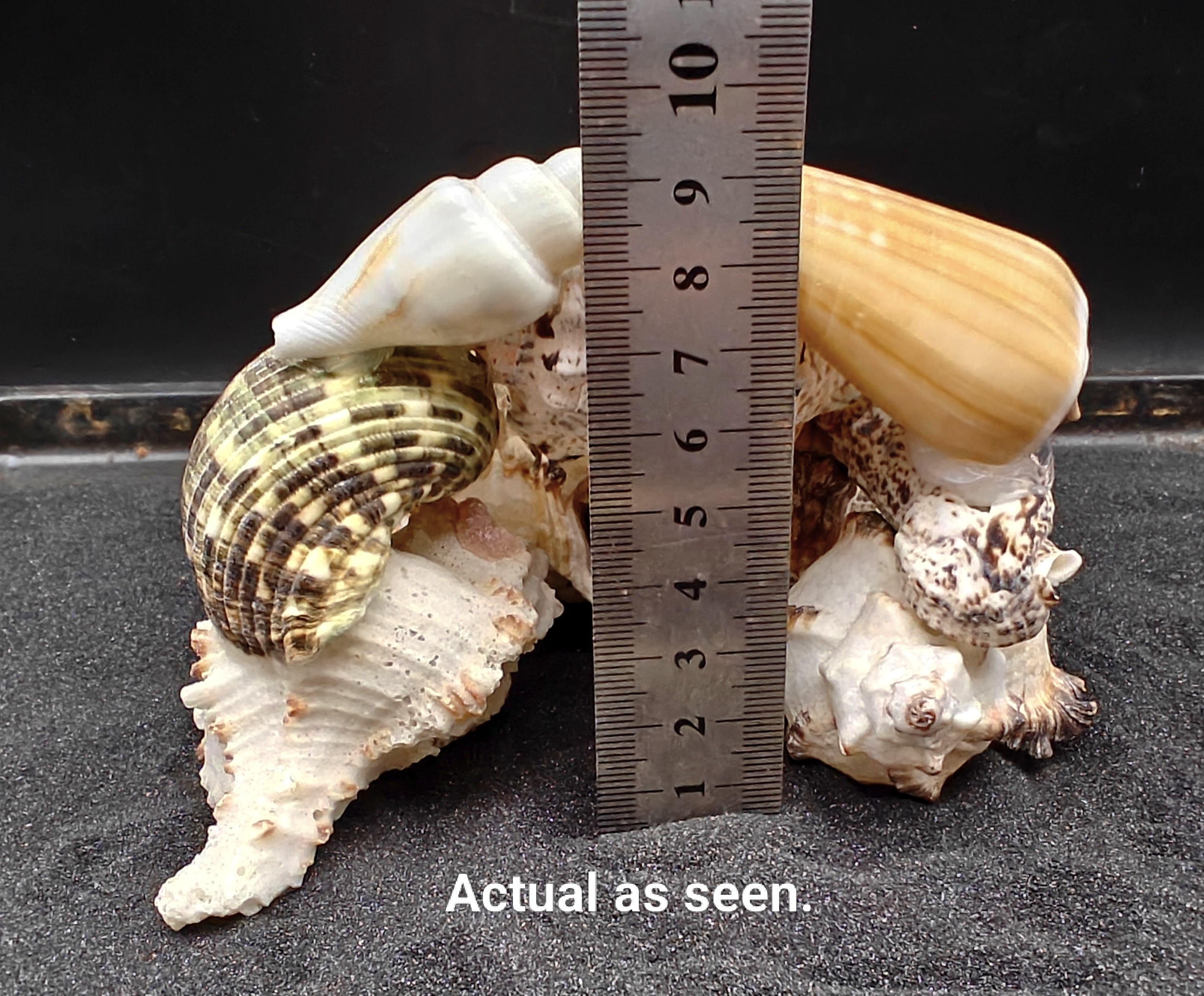 Natural Seashell Aquarium Cave for a Hideaway