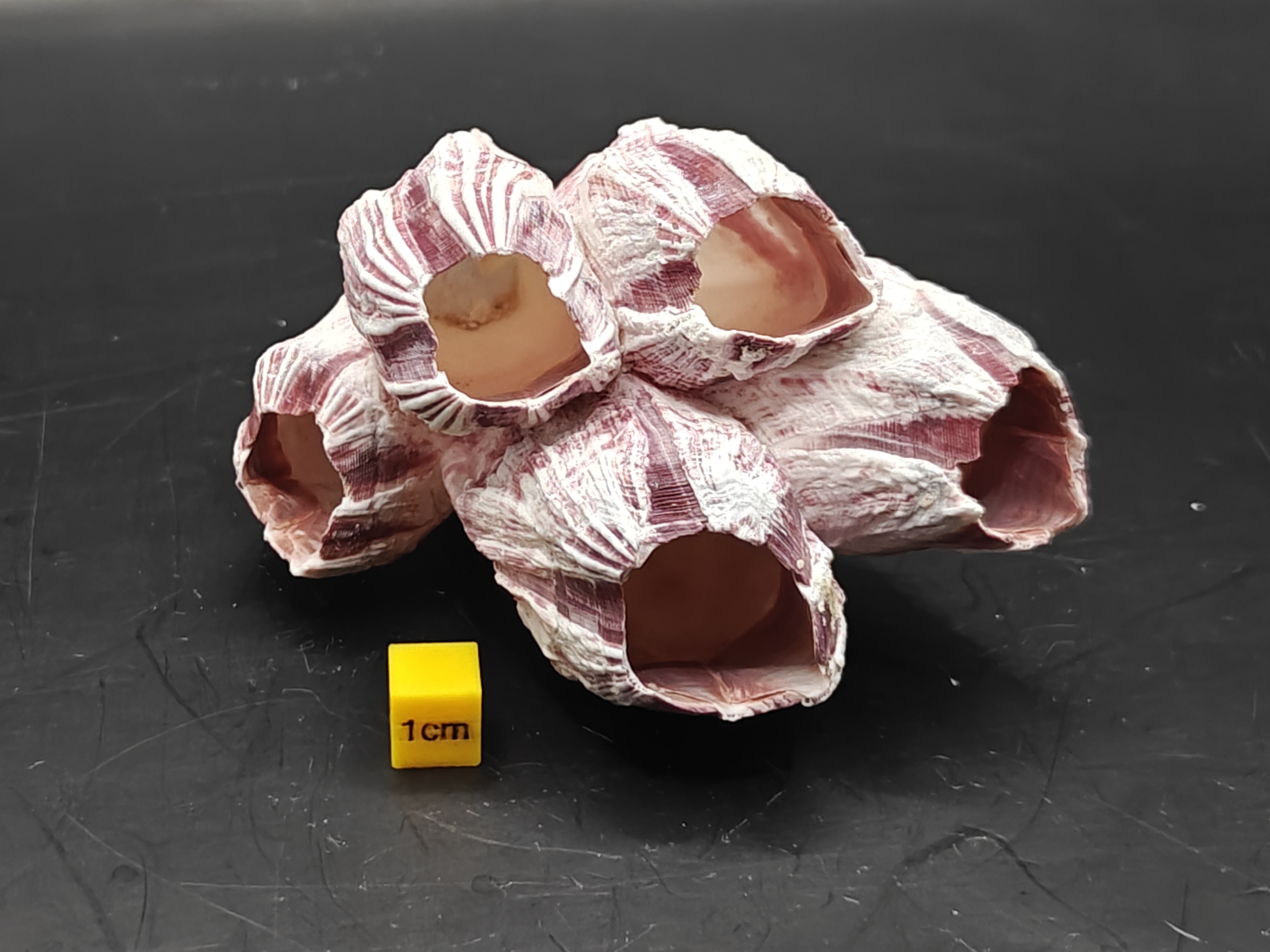 Natural Barnacle Cluster (Small)