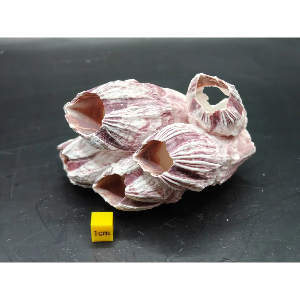 Natural Barnacle Cluster (Small)