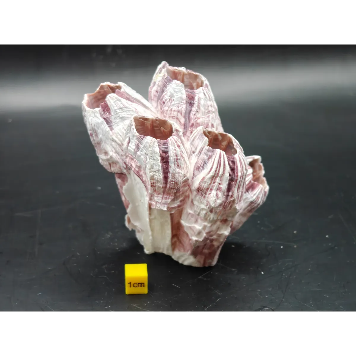 Natural Barnacle Cluster (Small)