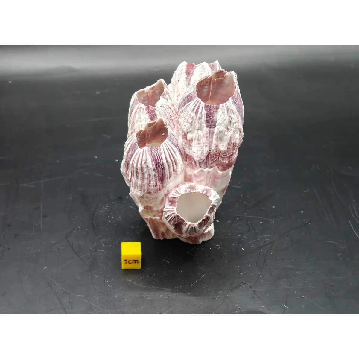 Natural Barnacle Cluster (Small)