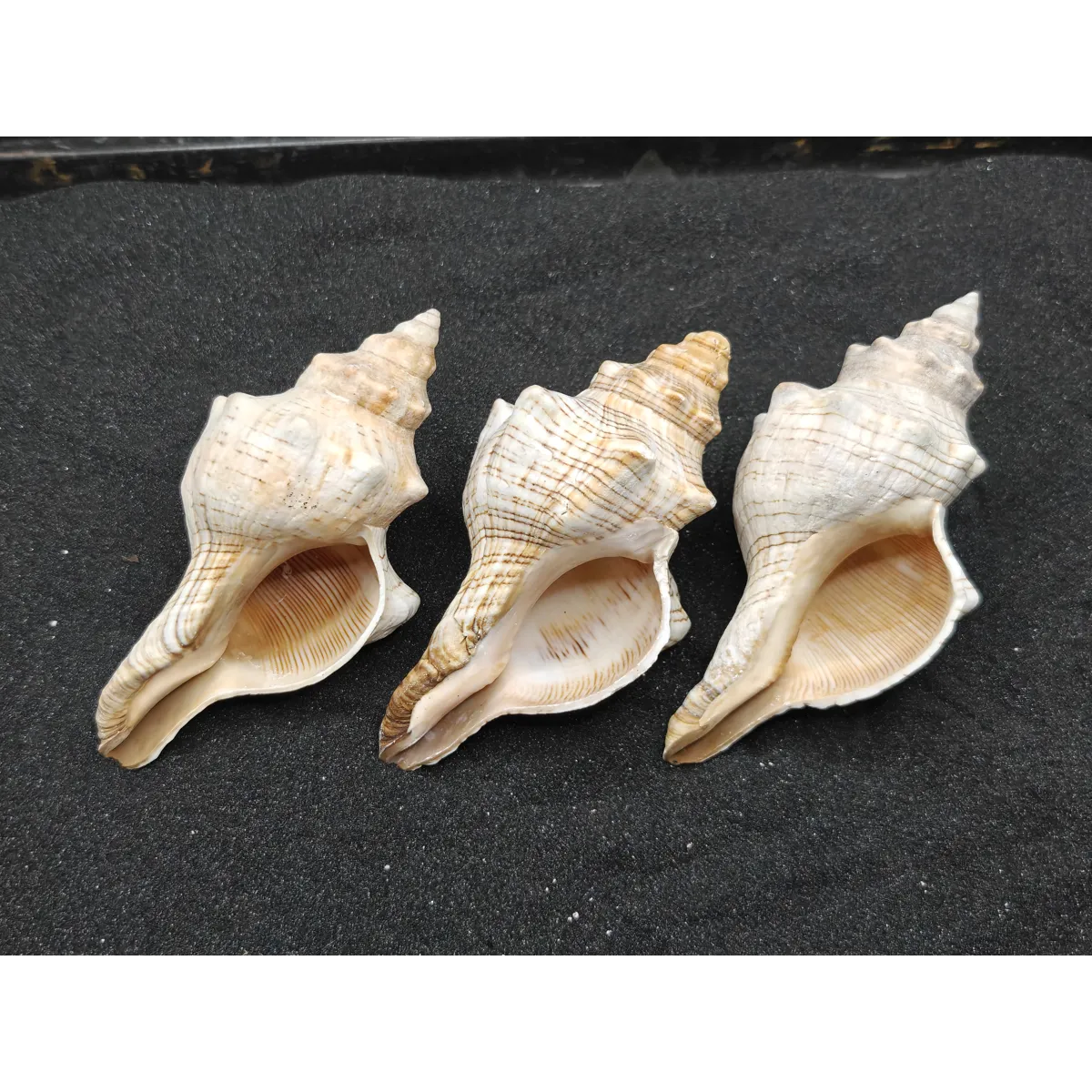Foxhead Shells x3 XXL Premium Shells