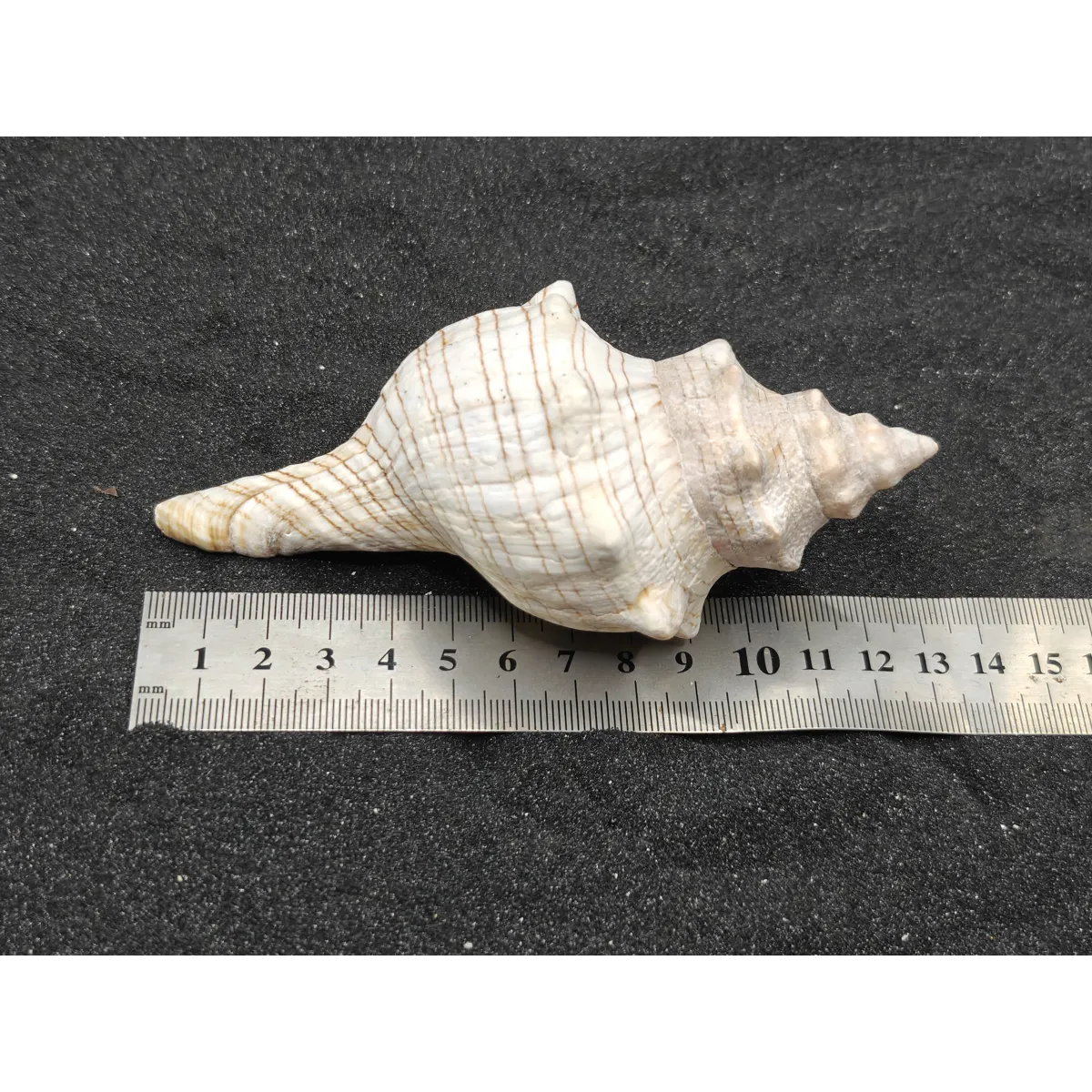 Foxhead Shells x3 XXL Premium Shells