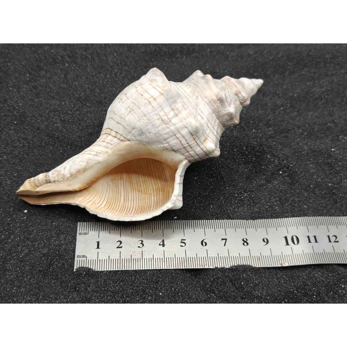 Foxhead Shells x3 XXL Premium Shells