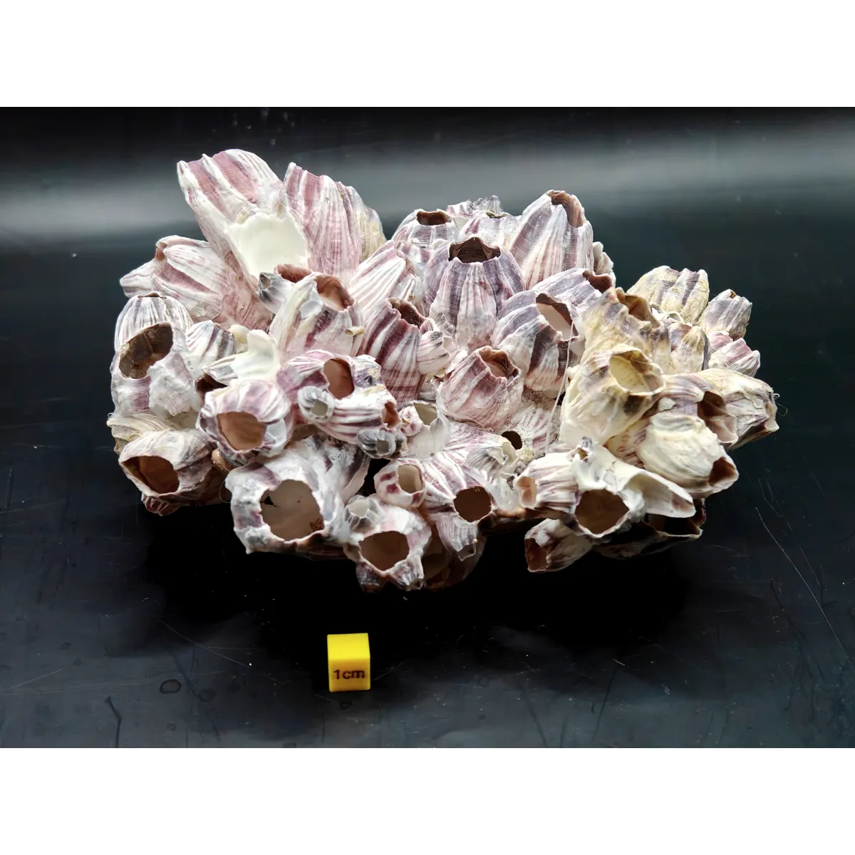 Natural Barnacle Cluster (Large)