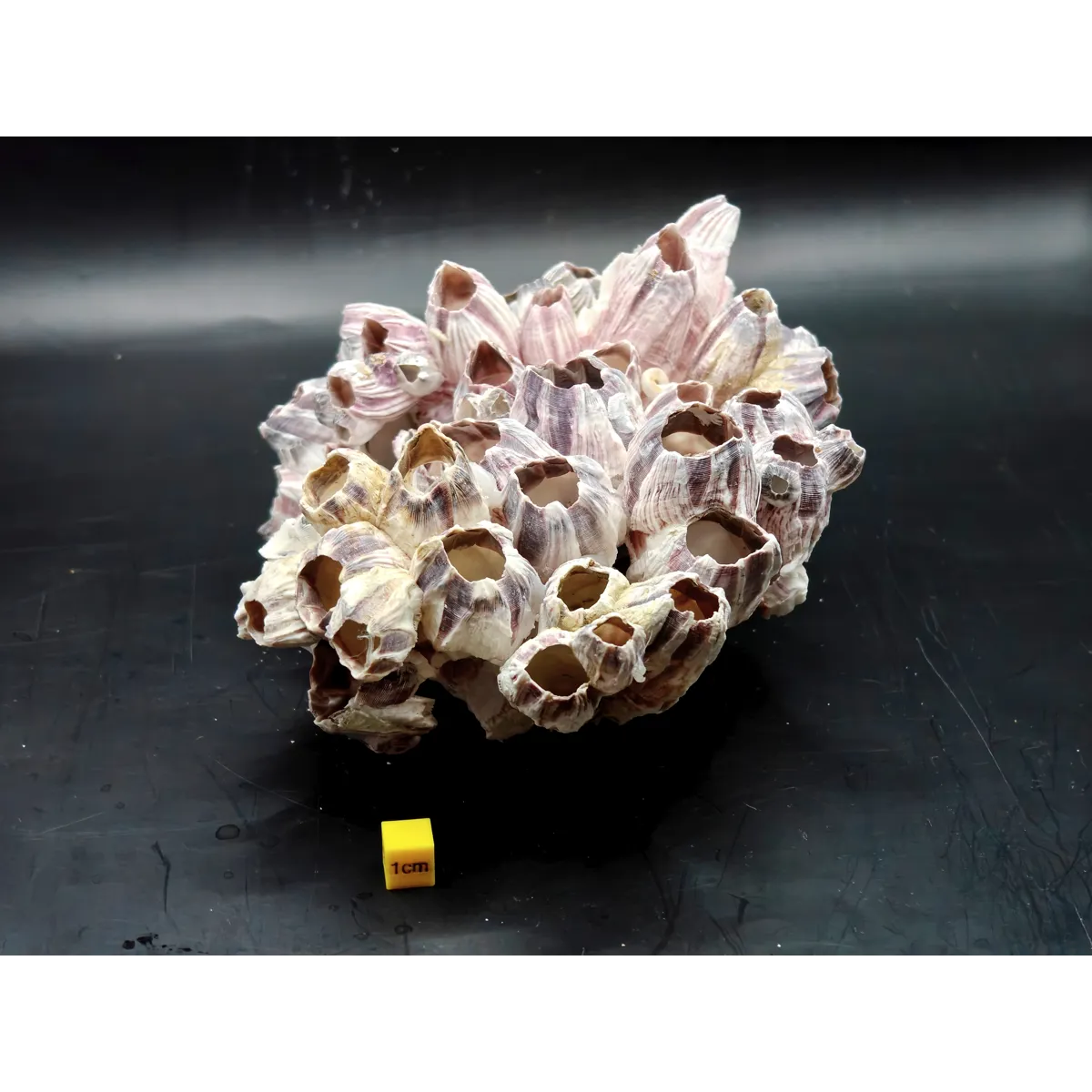 Natural Barnacle Cluster (Large)