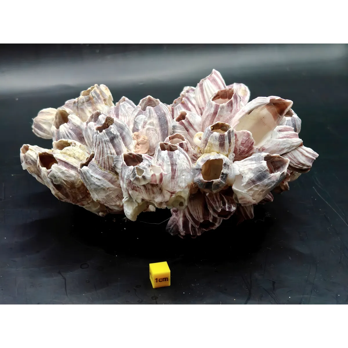 Natural Barnacle Cluster (Large)