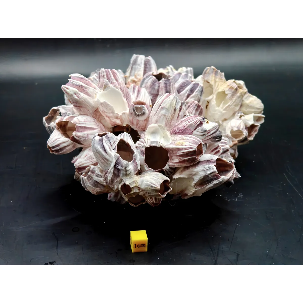 Natural Barnacle Cluster (Large)