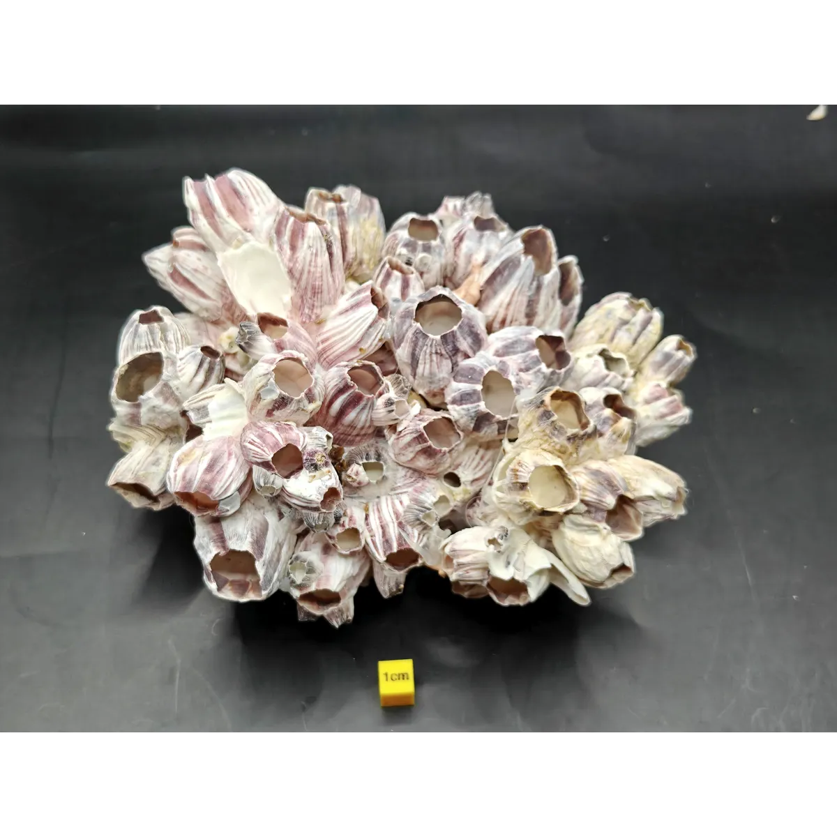 Natural Barnacle Cluster (Large)