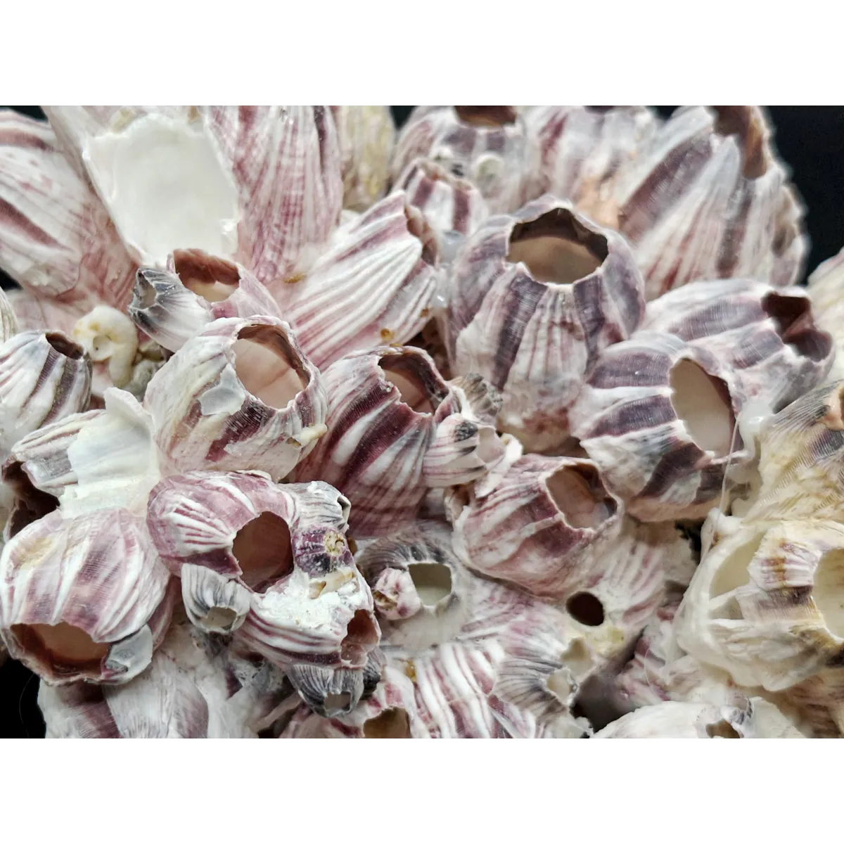 Natural Barnacle Cluster (Large)