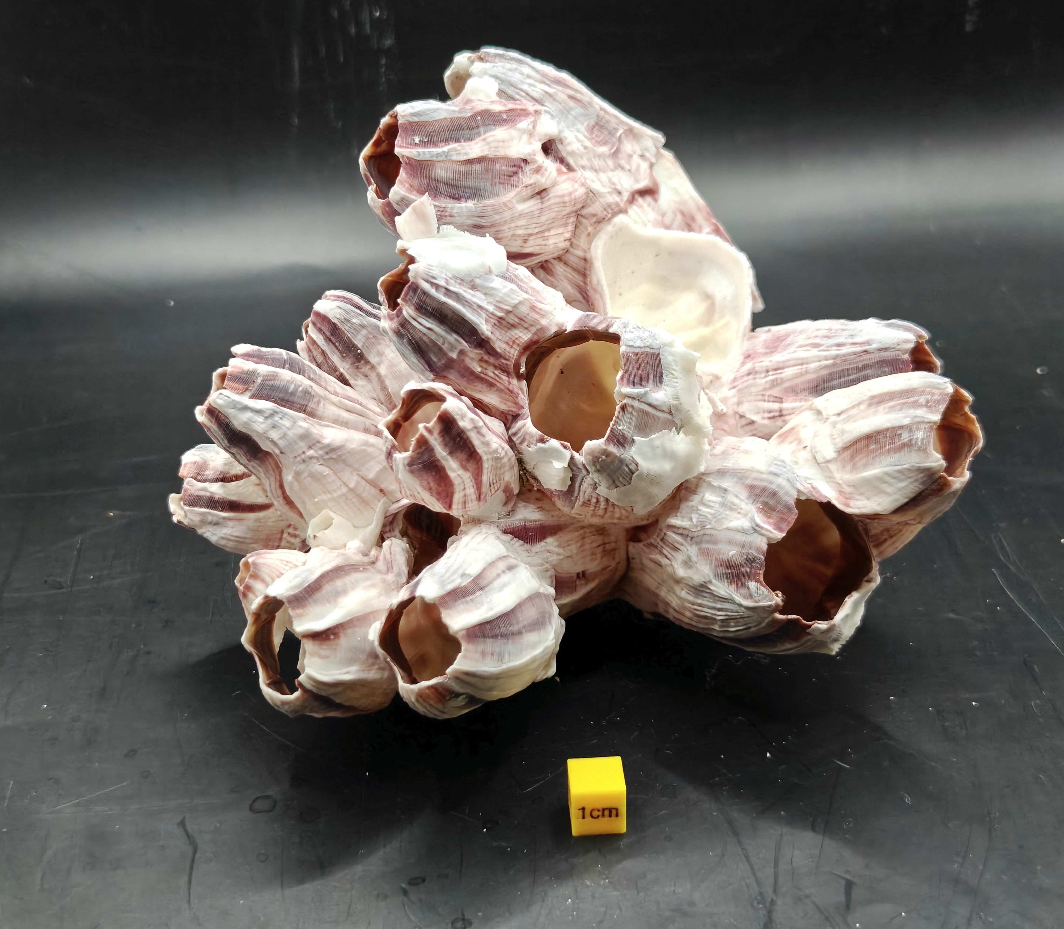 Natural Barnacle Cluster (Medium)