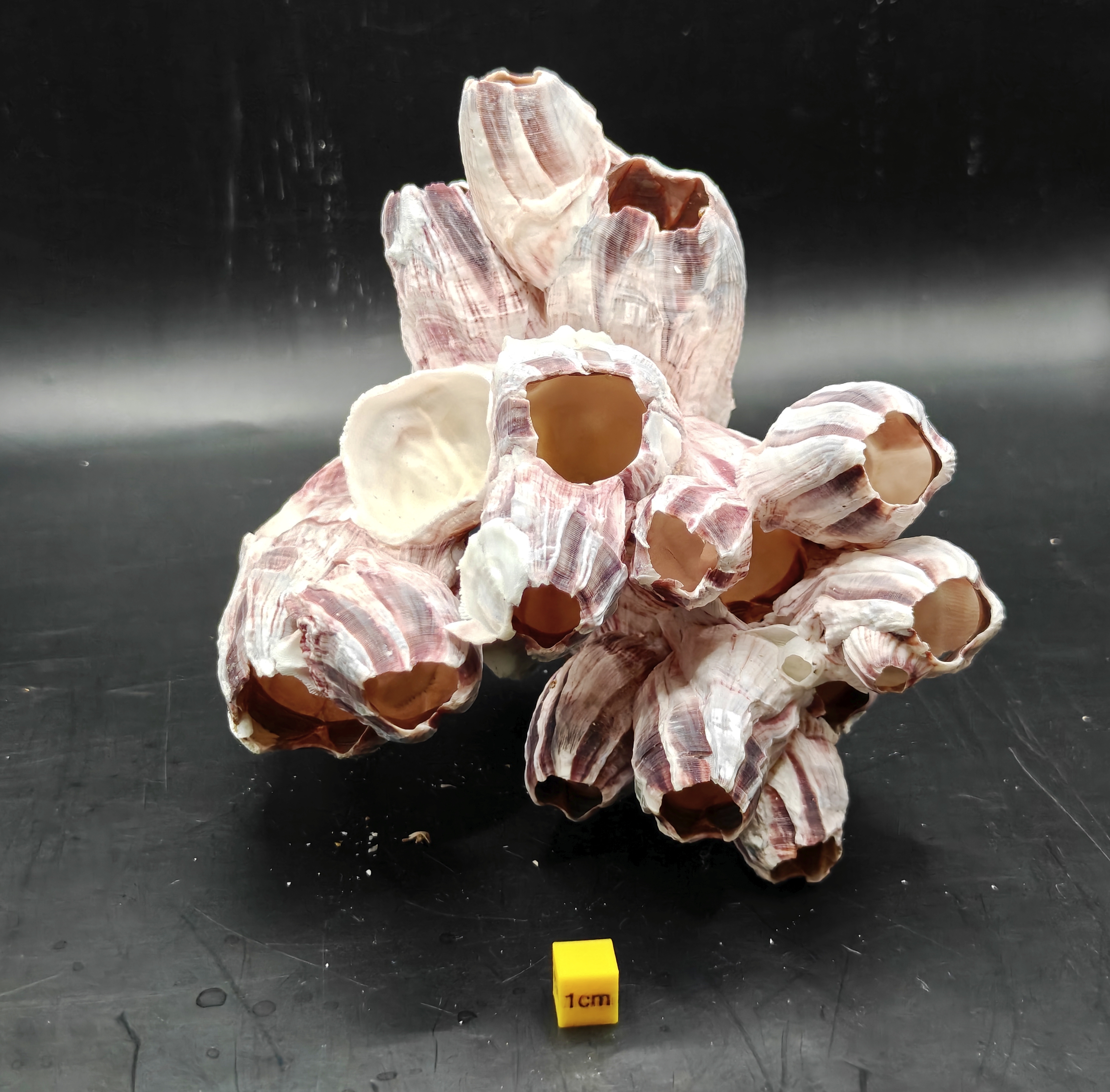 Natural Barnacle Cluster (Medium)