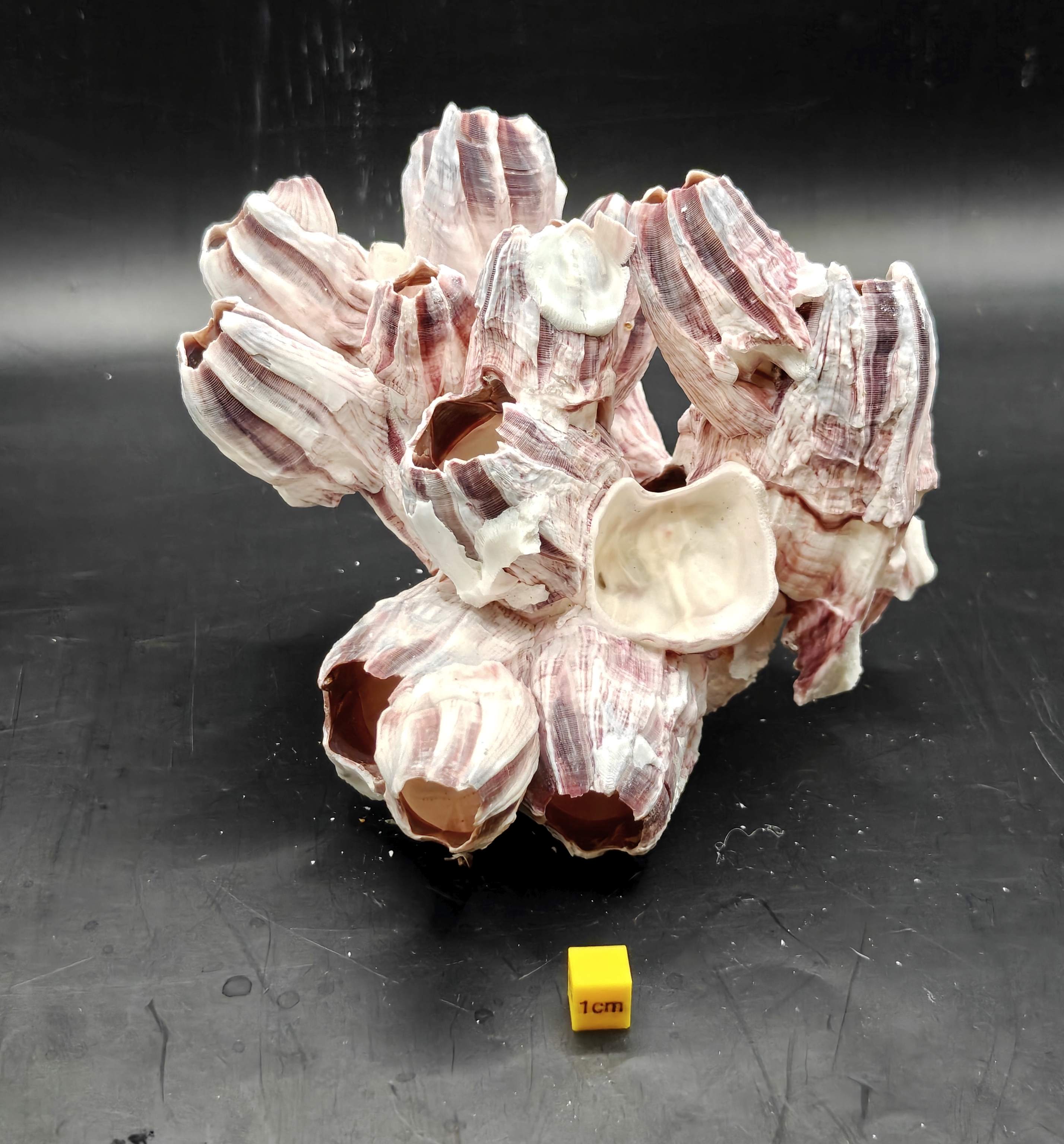 Natural Barnacle Cluster (Medium)