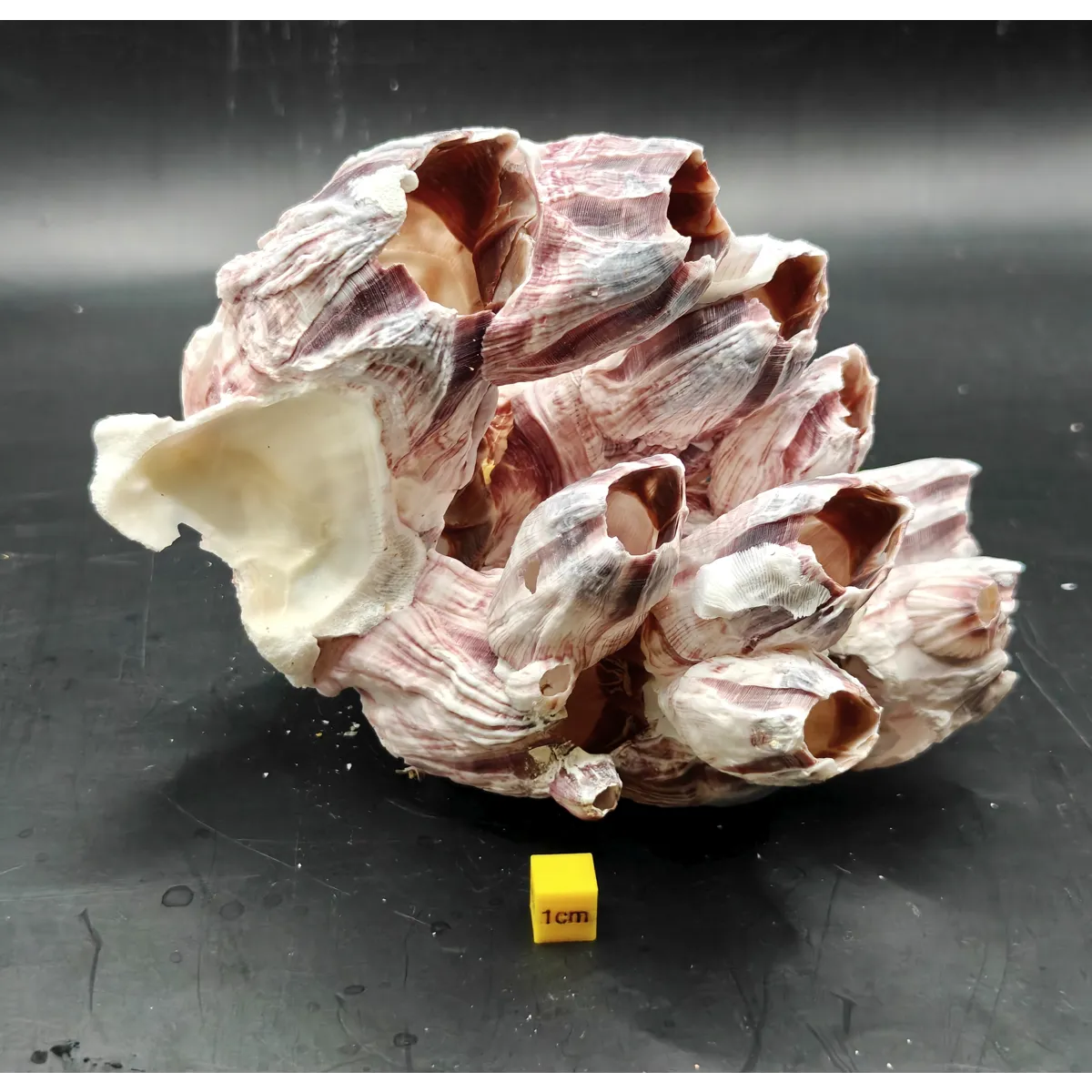 Natural Barnacle Cluster (Medium)