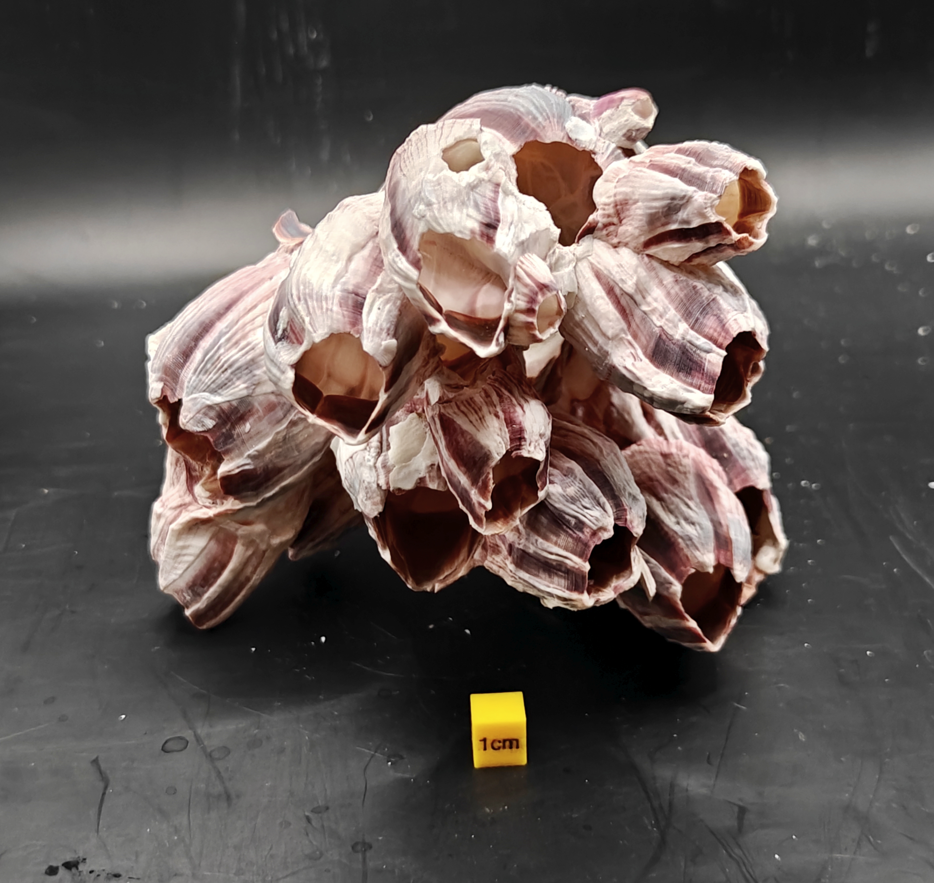 Natural Barnacle Cluster (Medium)