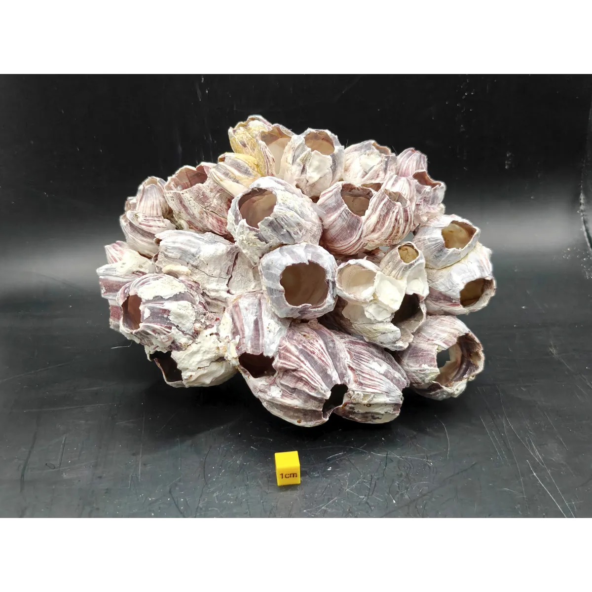 Natural Barnacle Cluster (Large)