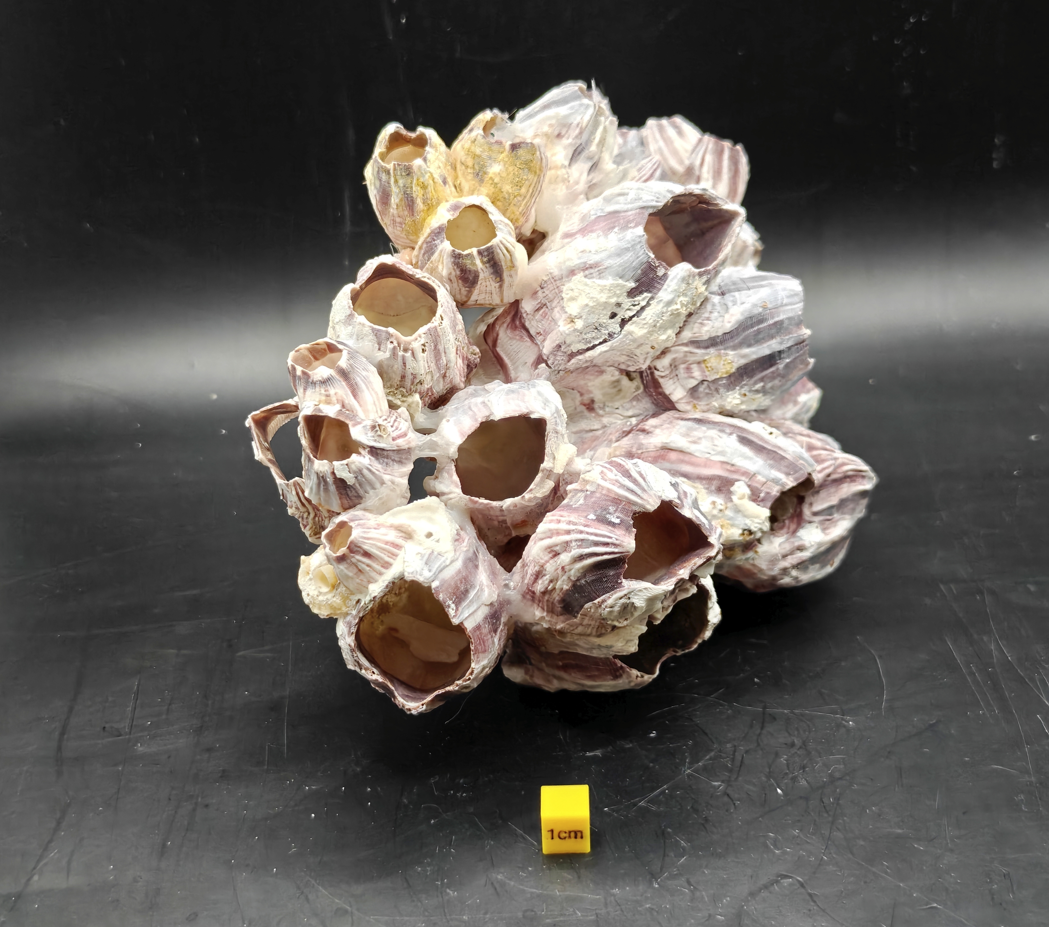 Natural Barnacle Cluster (Large)