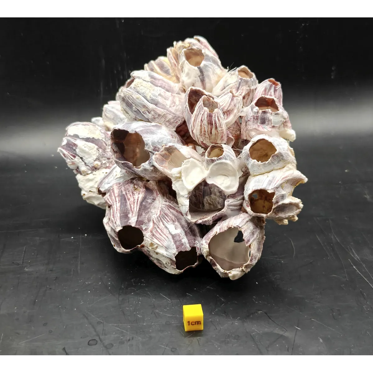 Natural Barnacle Cluster (Large)