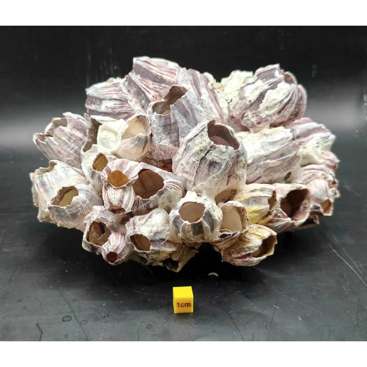 Natural Barnacle Cluster (Large)