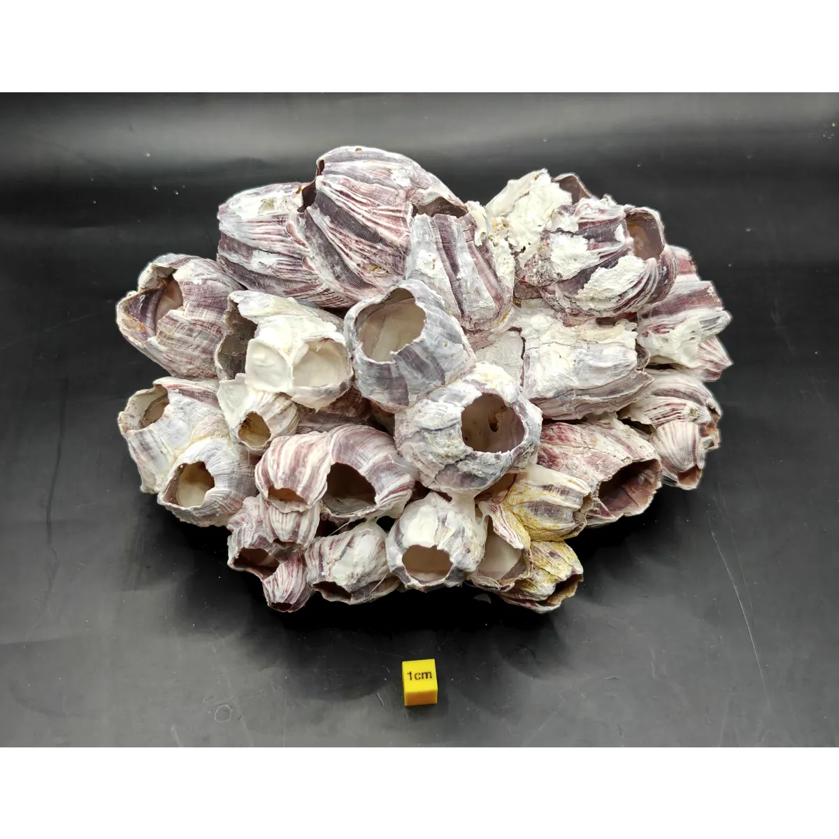 Natural Barnacle Cluster (Large)