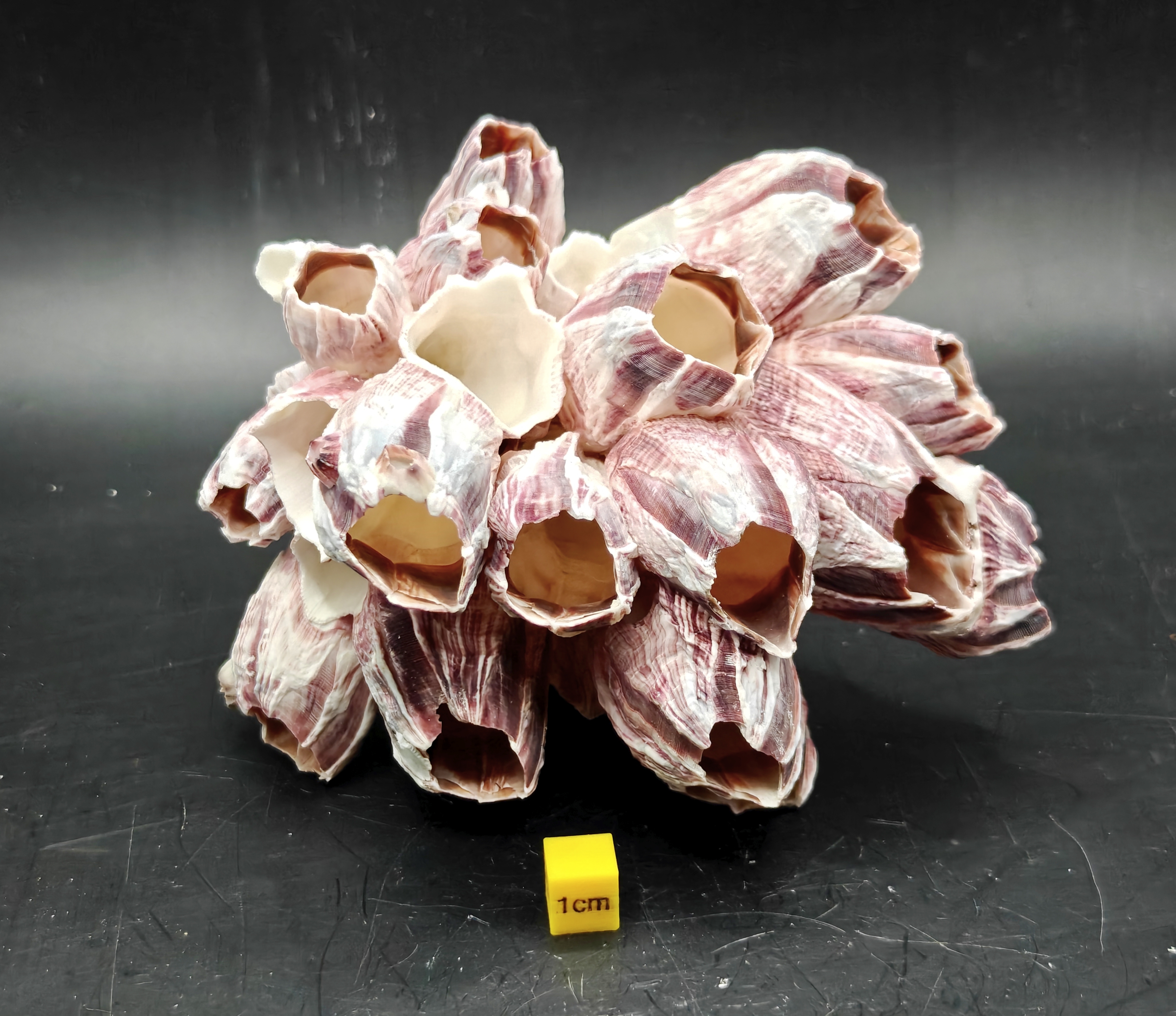 Natural Barnacle Cluster (Medium)