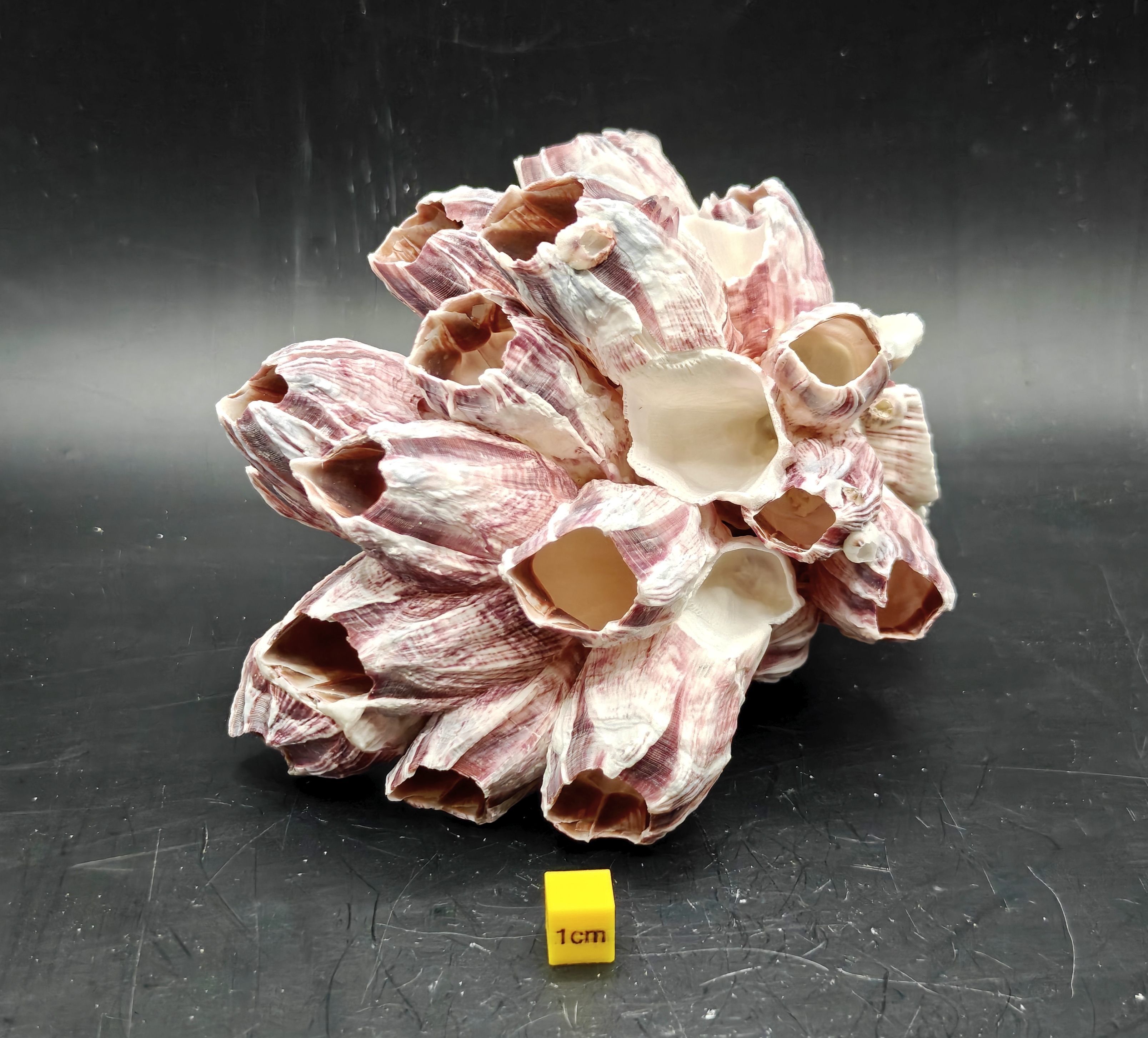 Natural Barnacle Cluster (Medium)