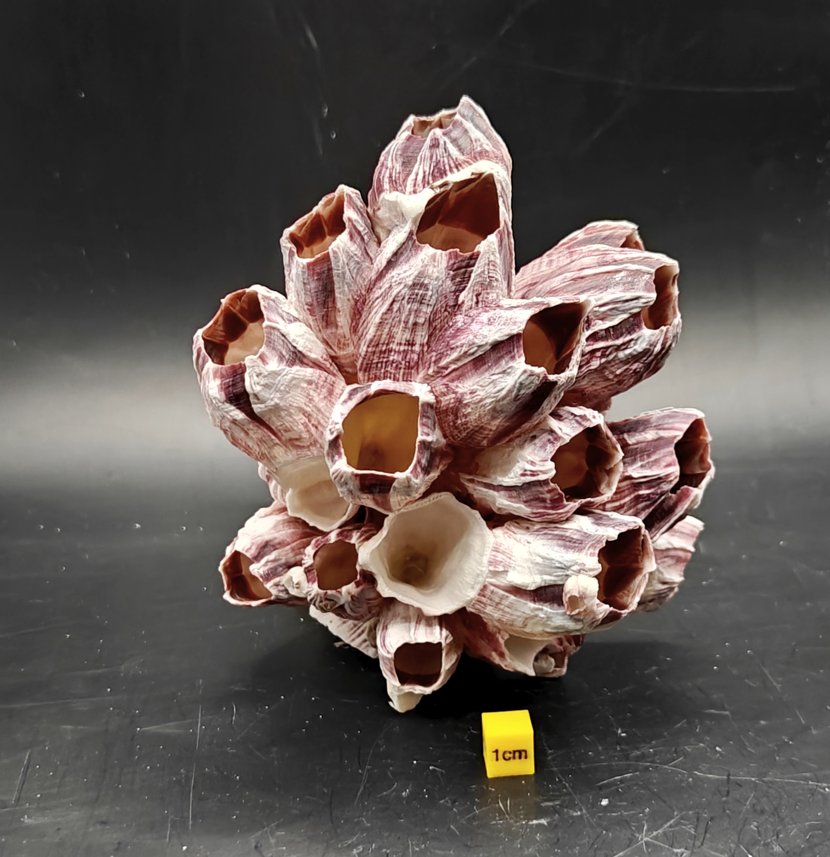 Natural Barnacle Cluster (Medium)