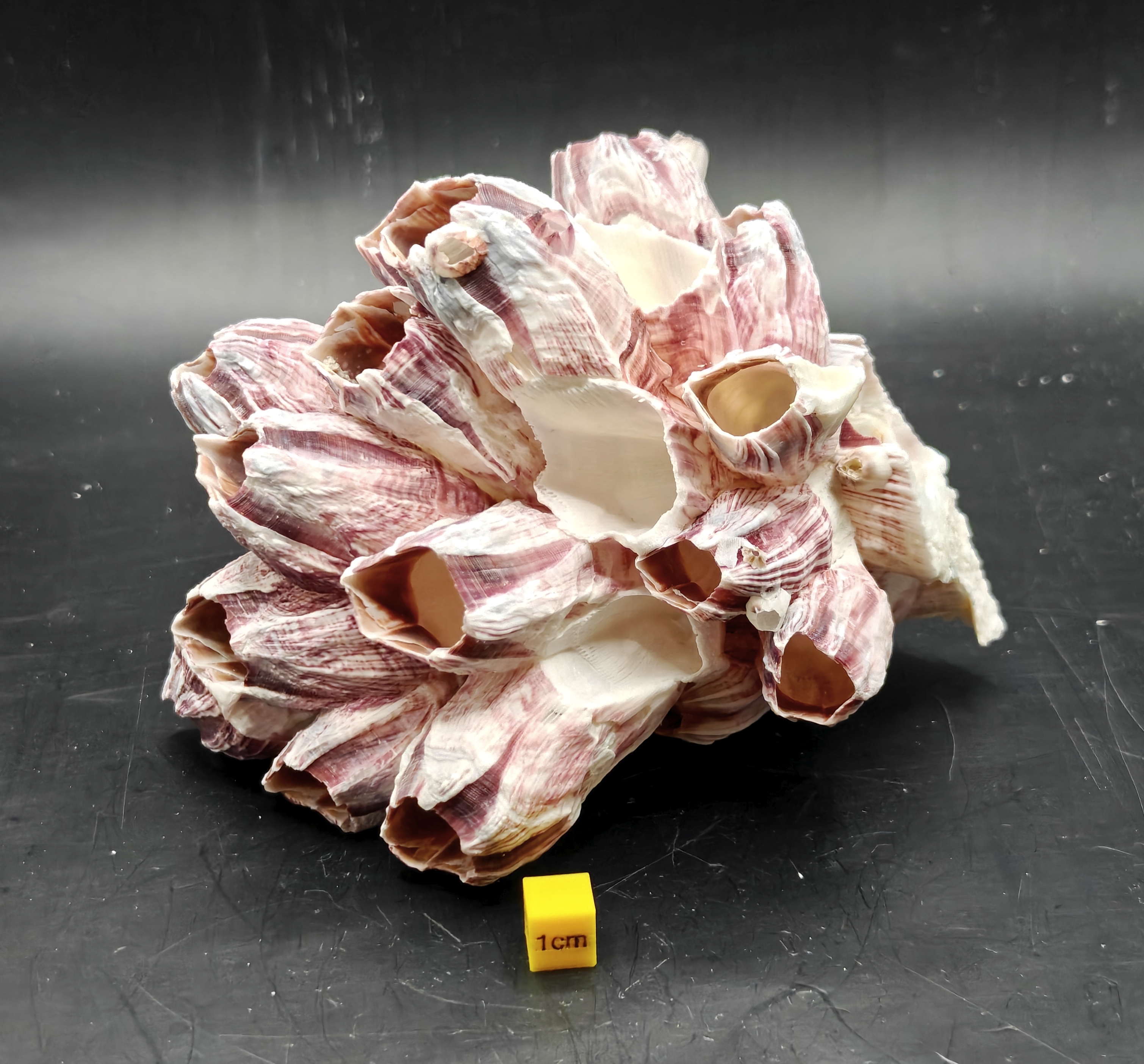 Natural Barnacle Cluster (Medium)