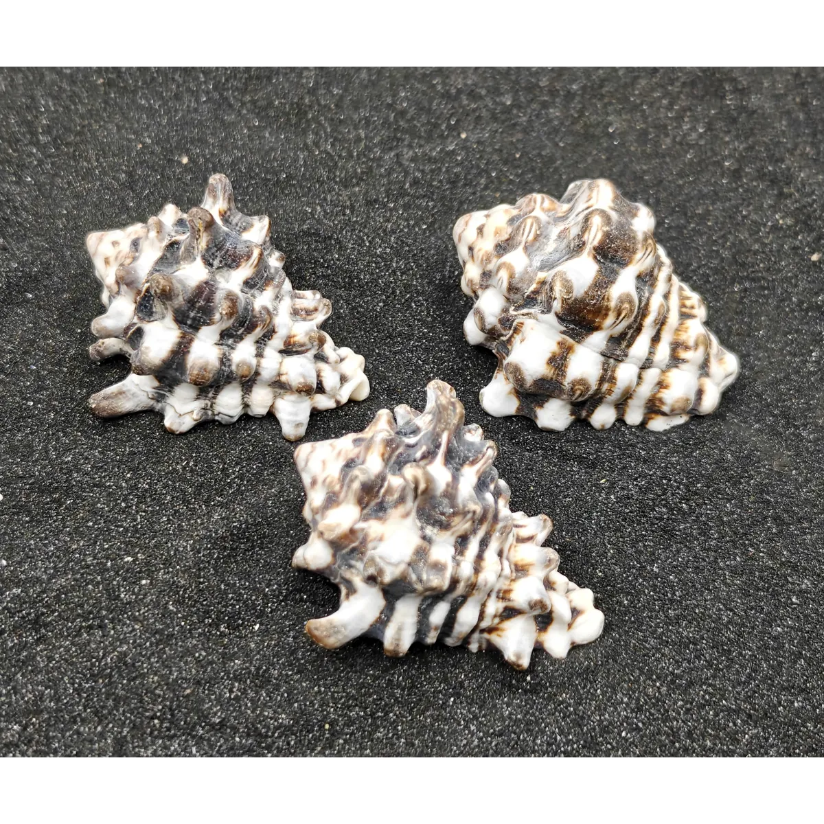 Vassum Shells x3
