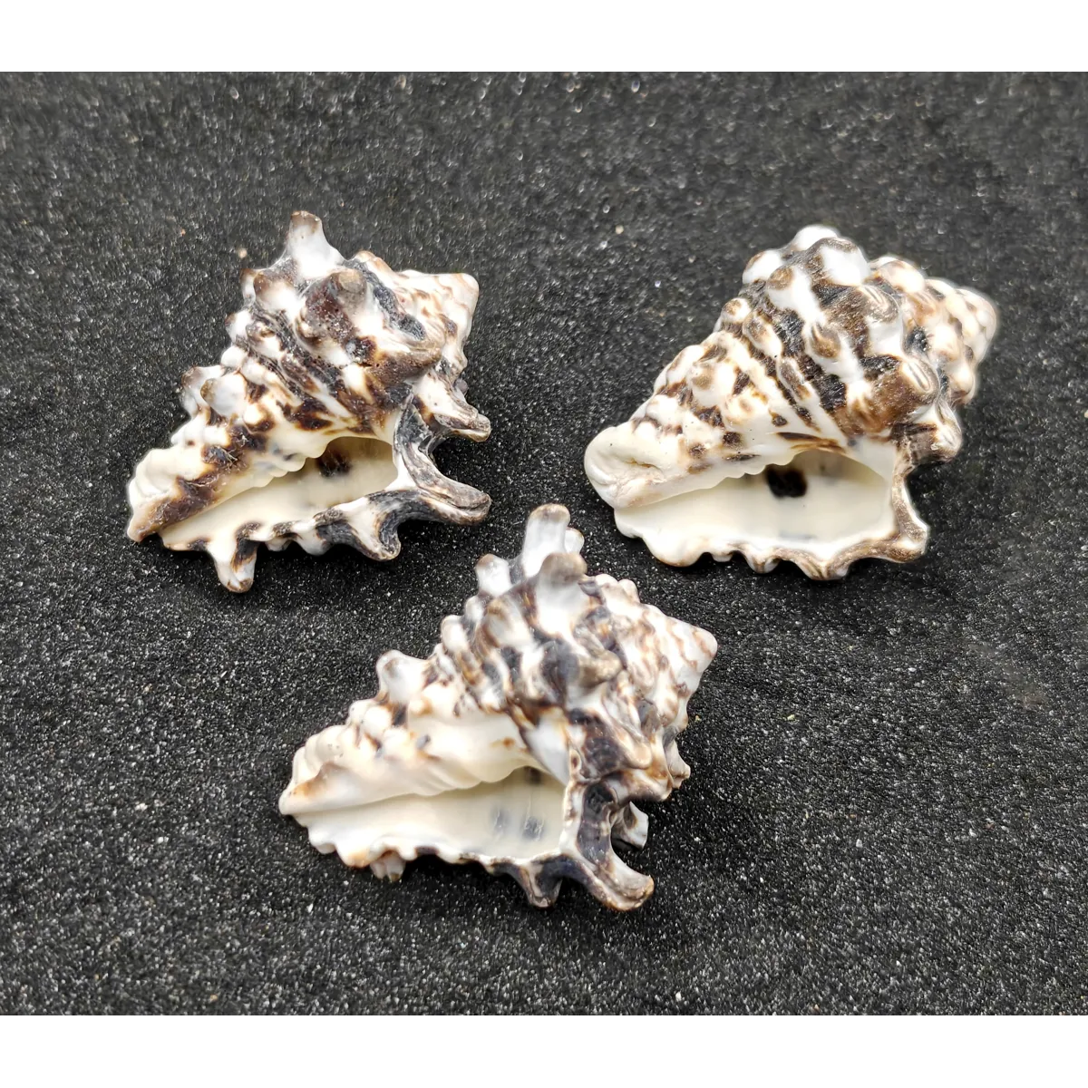 Vassum Shells x3