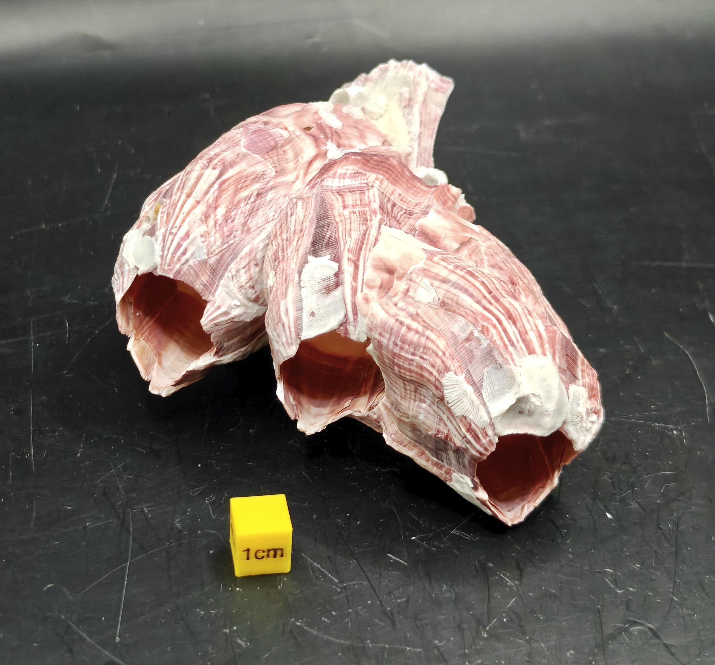 Natural Barnacle Cluster (Small)