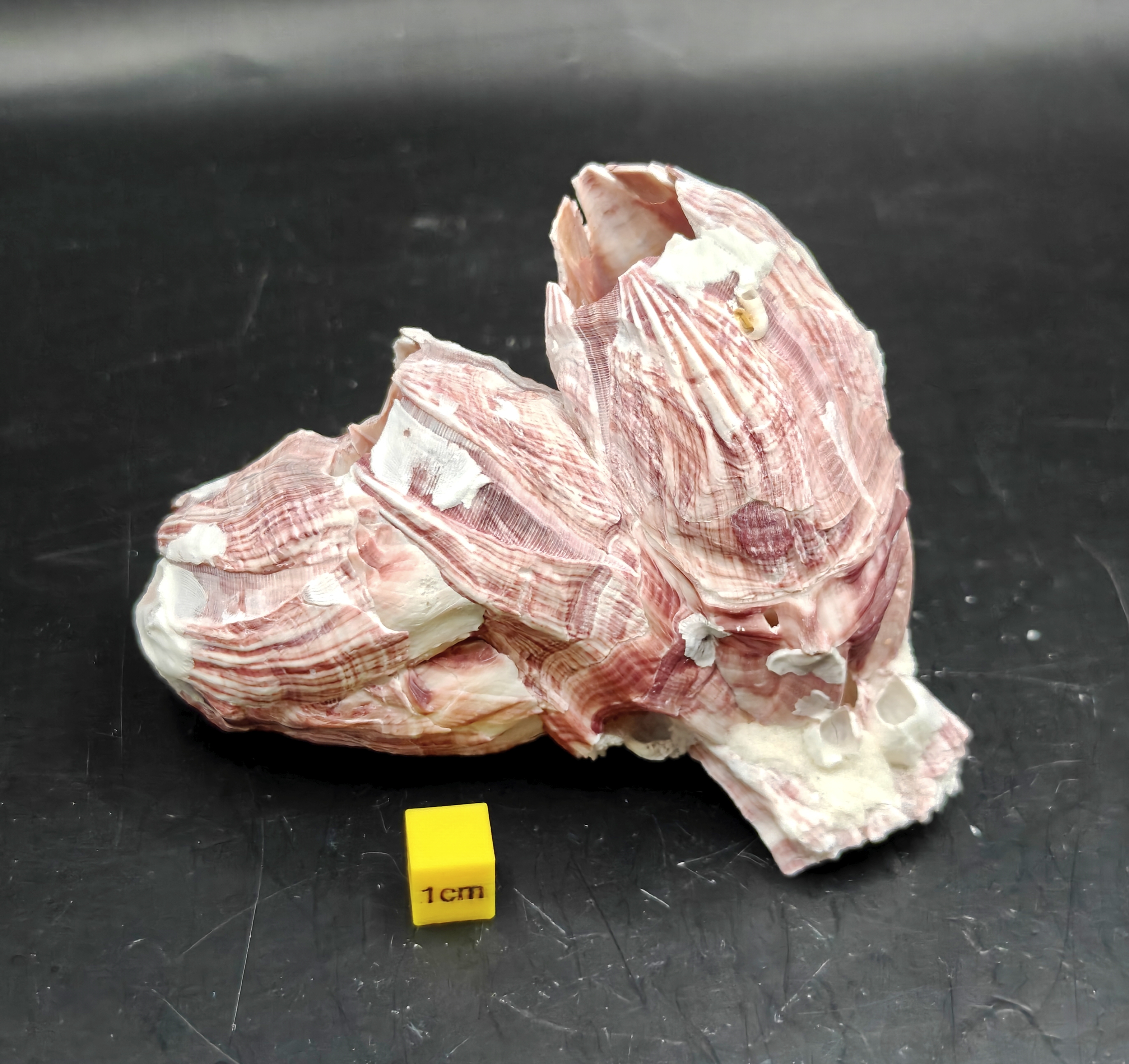 Natural Barnacle Cluster (Small)