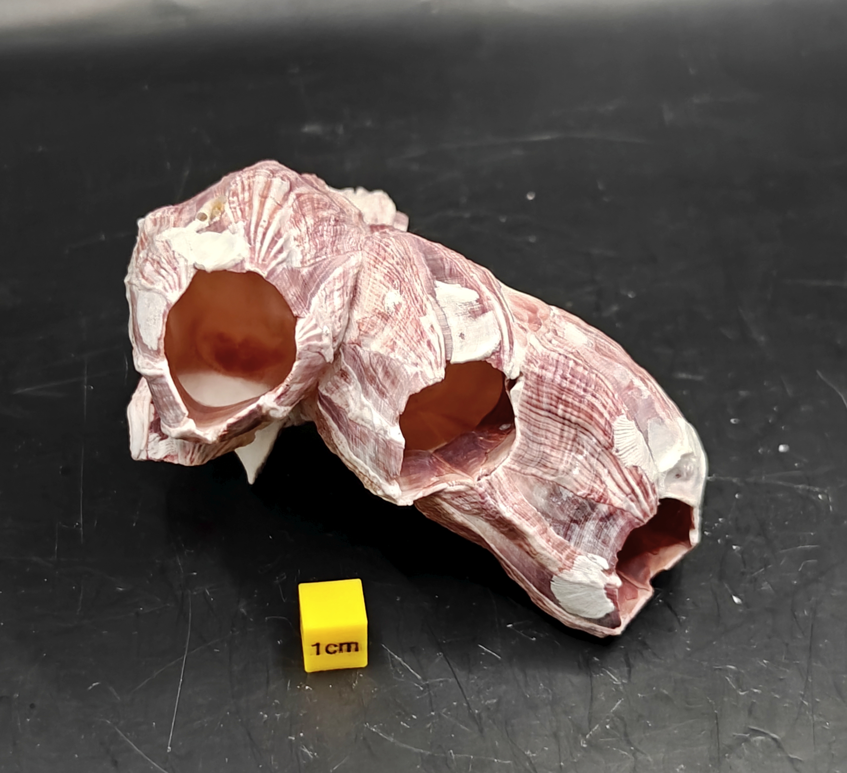 Natural Barnacle Cluster (Small)