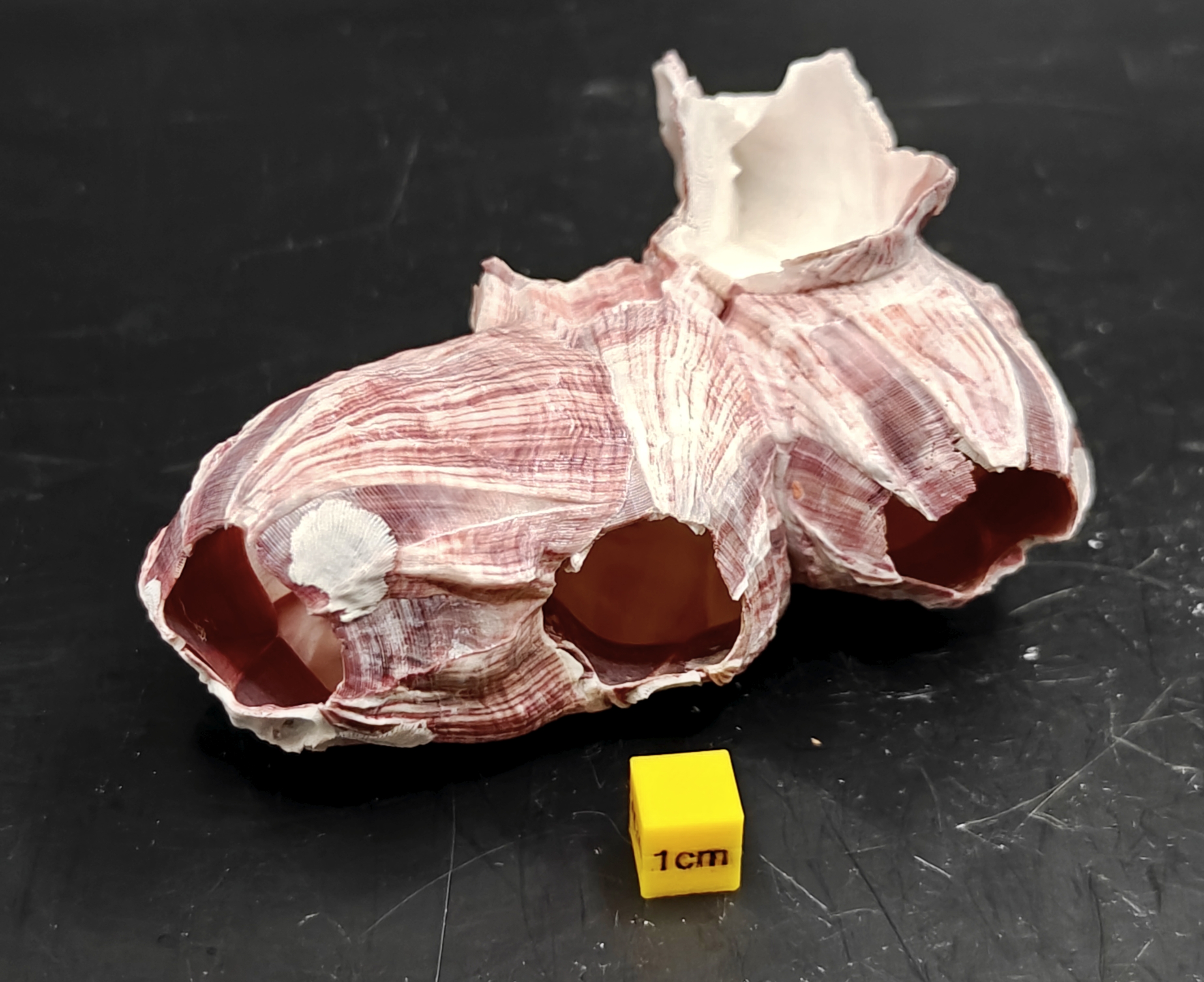 Natural Barnacle Cluster (Small)