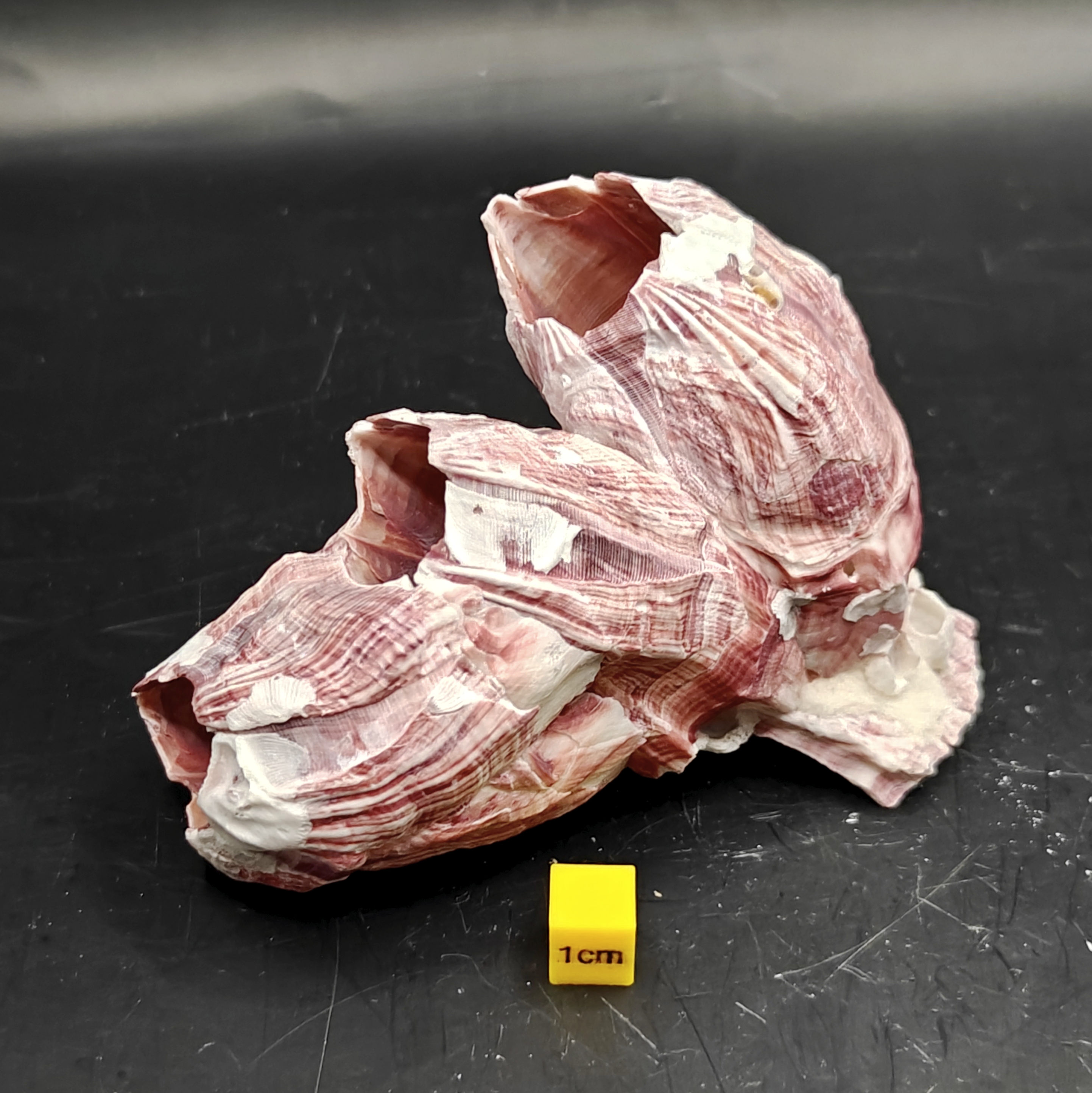 Natural Barnacle Cluster (Small)