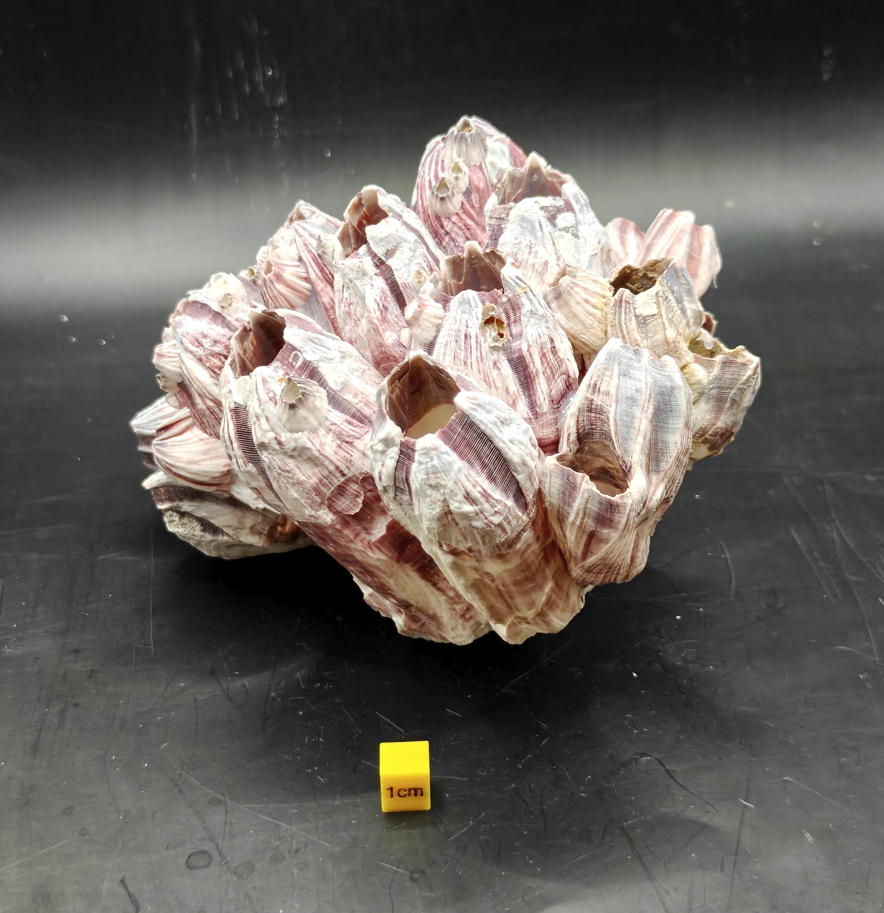 Natural Barnacle Cluster (Large)