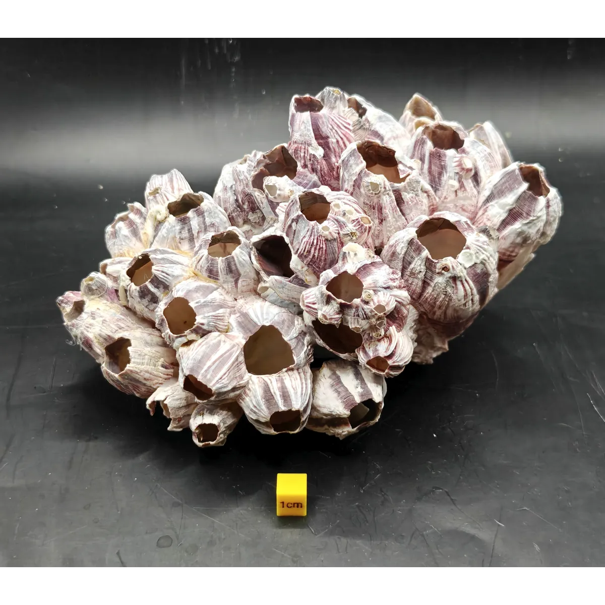 Natural Barnacle Cluster (Large)