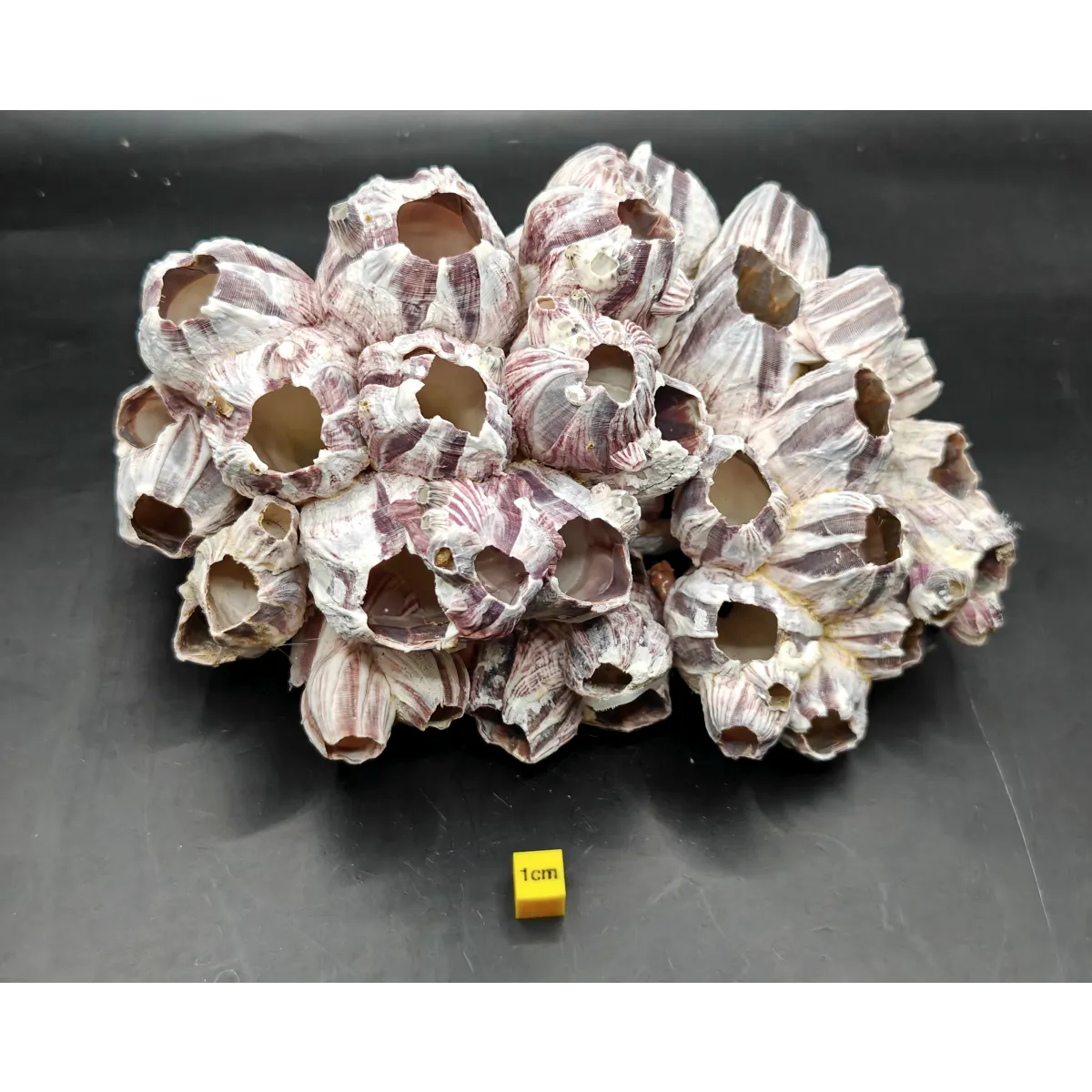 Natural Barnacle Cluster (Large)