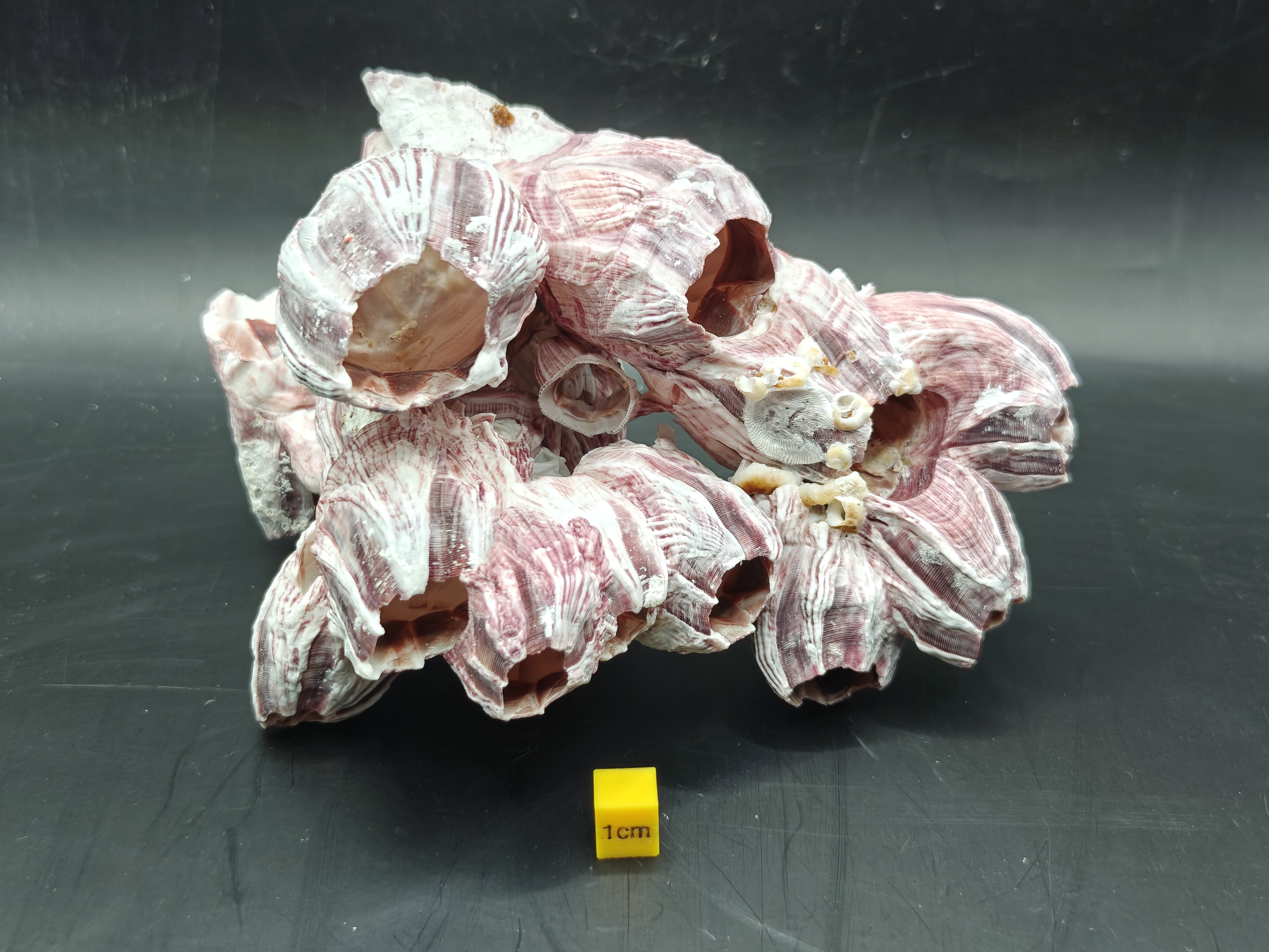 Natural Barnacle Cluster (Medium)