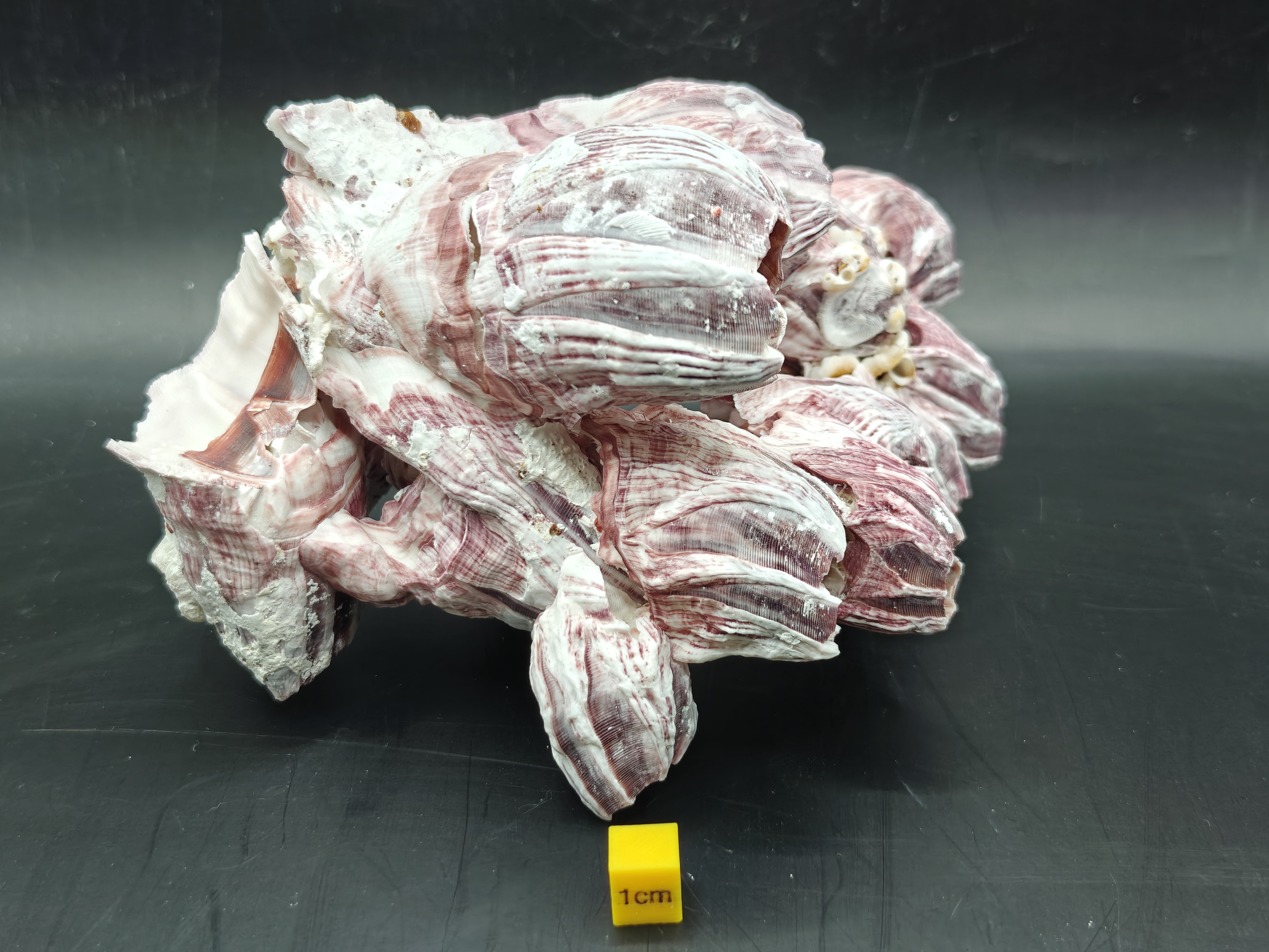 Natural Barnacle Cluster (Medium)