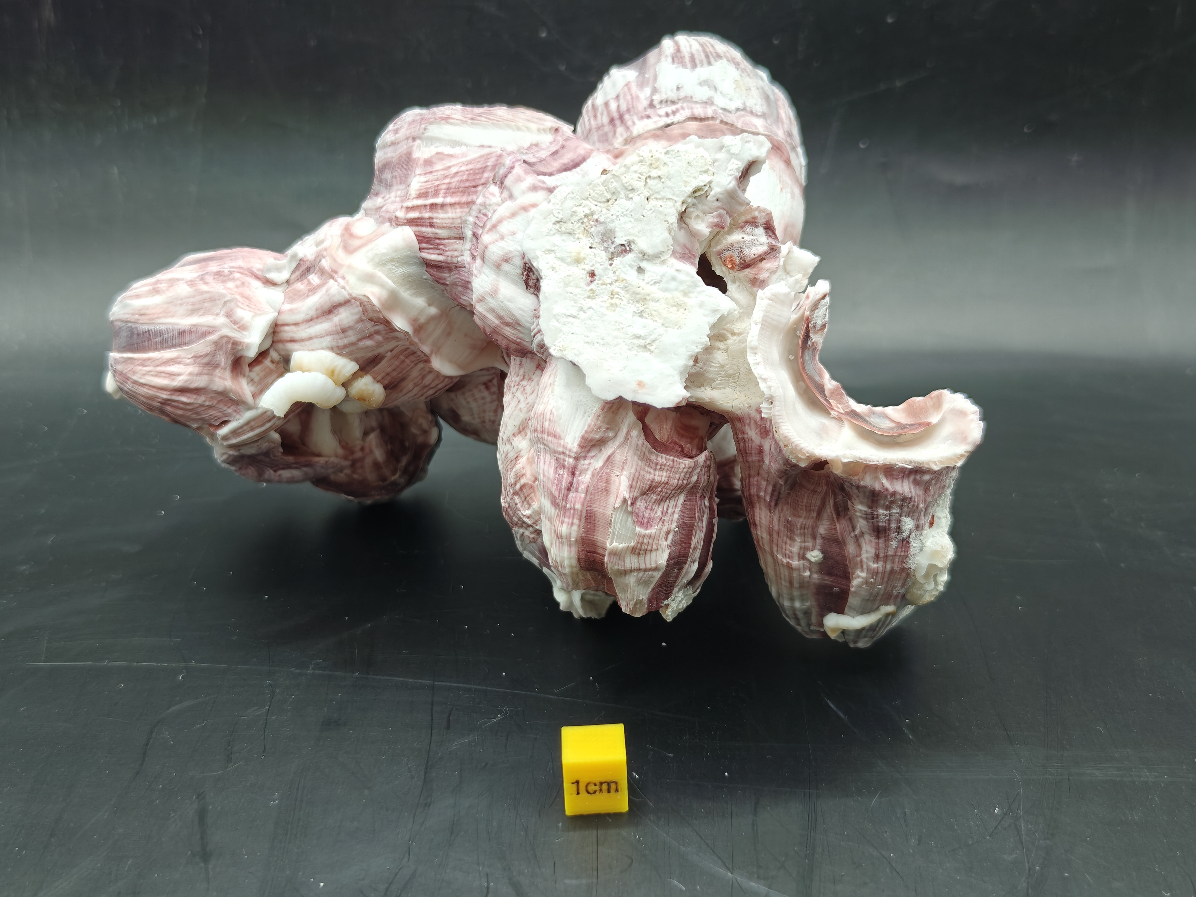 Natural Barnacle Cluster (Medium)