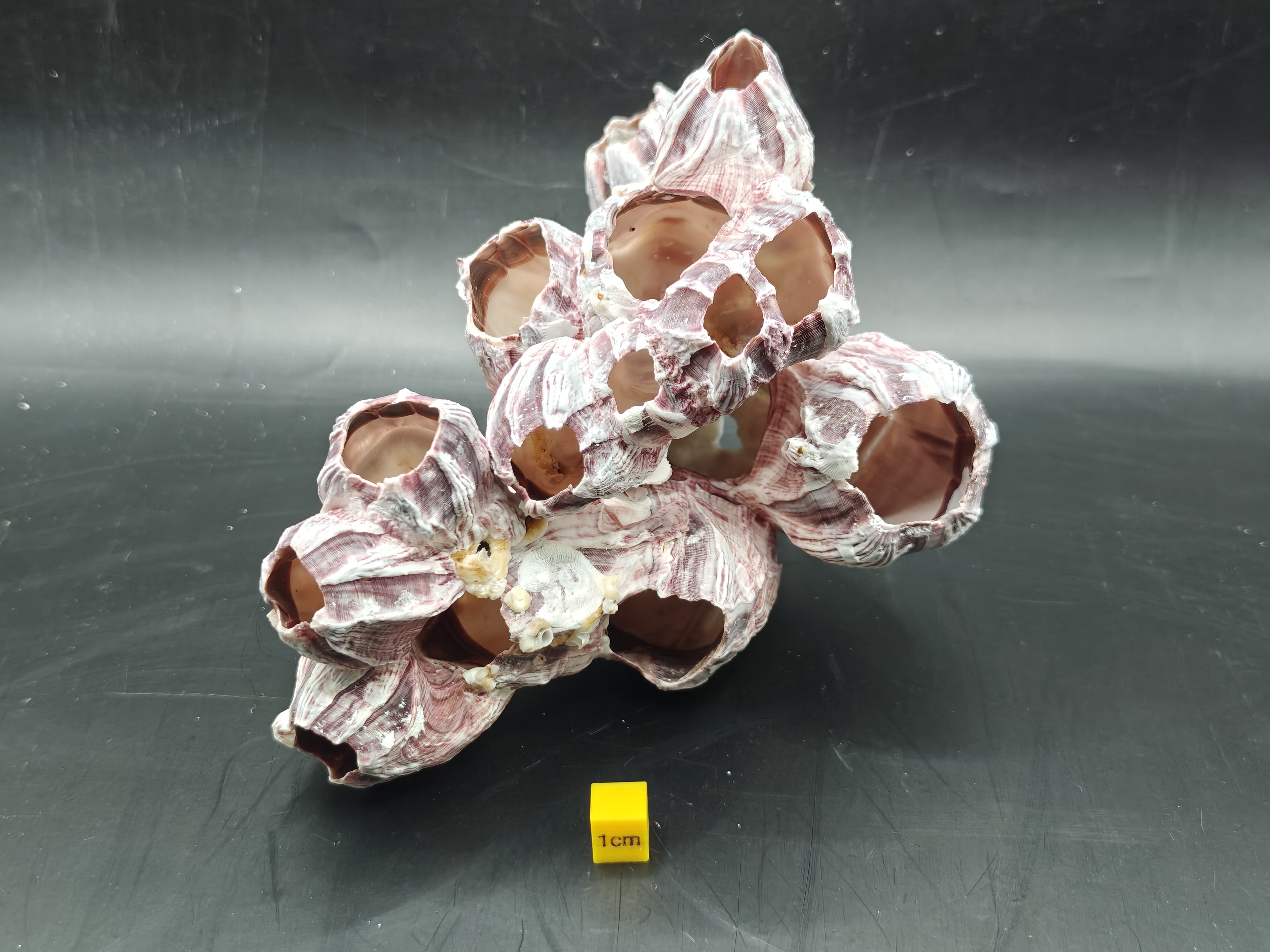 Natural Barnacle Cluster (Medium)