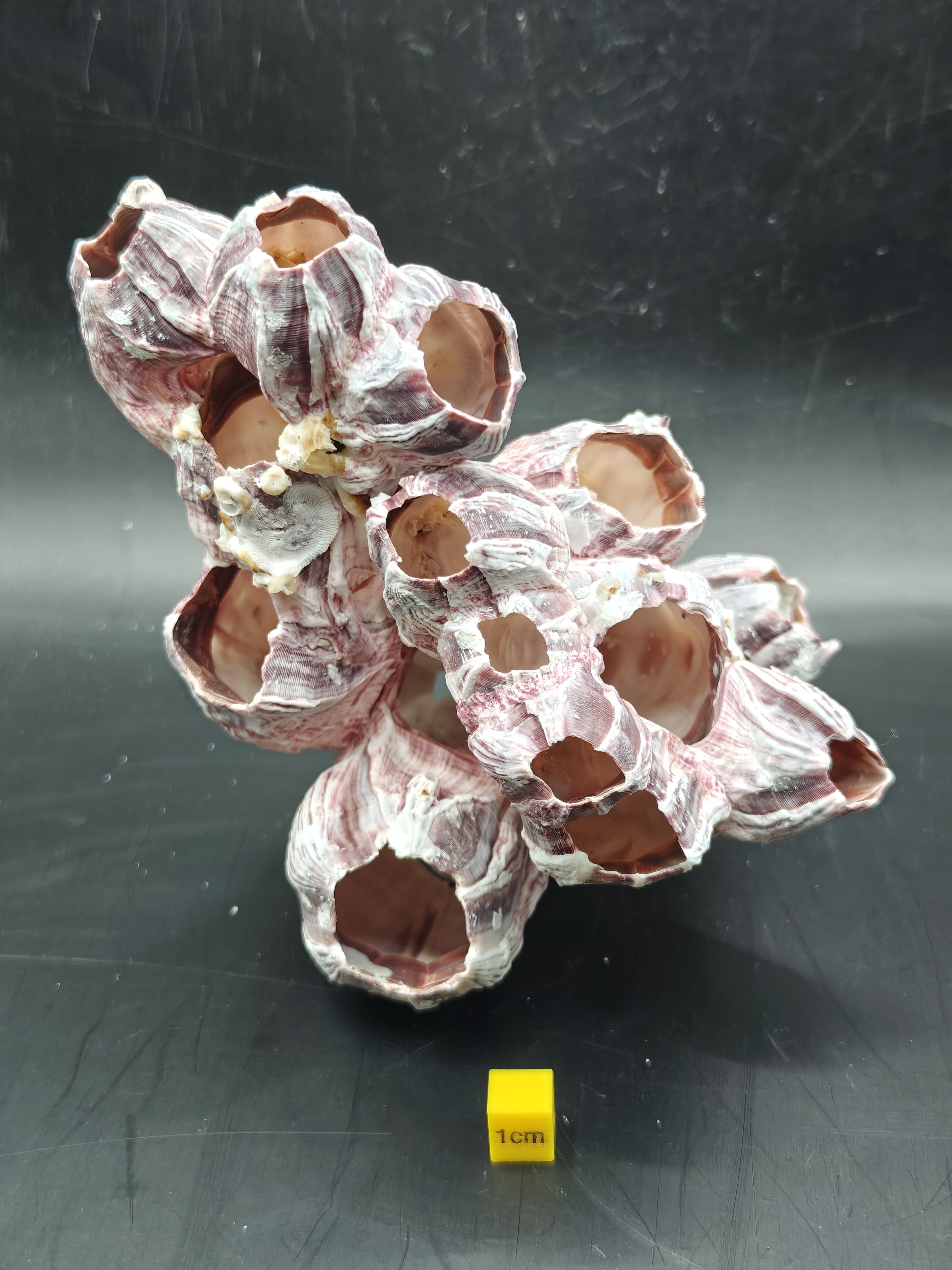 Natural Barnacle Cluster (Medium)