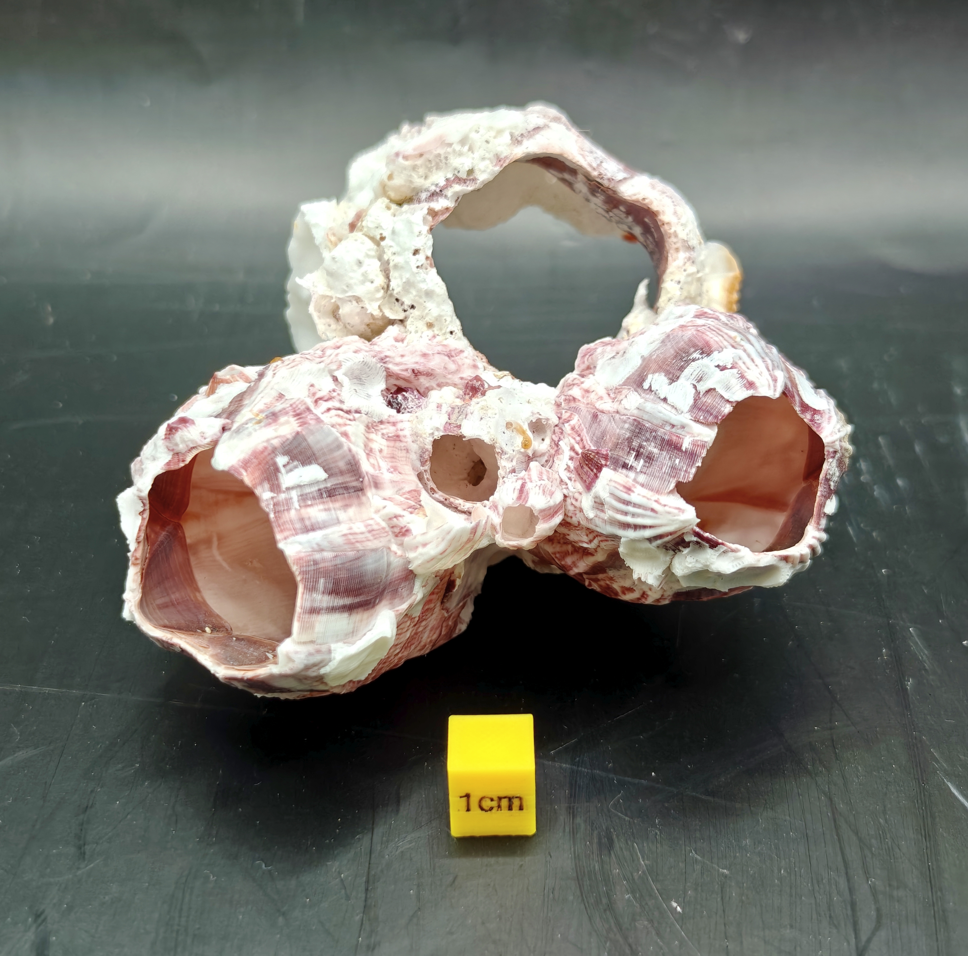 Natural Barnacle Cluster (Small)