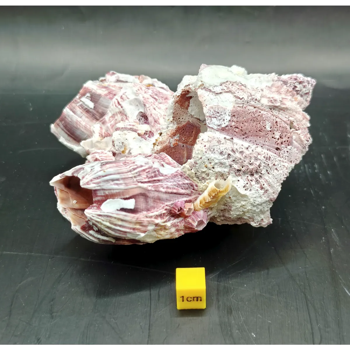 Natural Barnacle Cluster (Small)