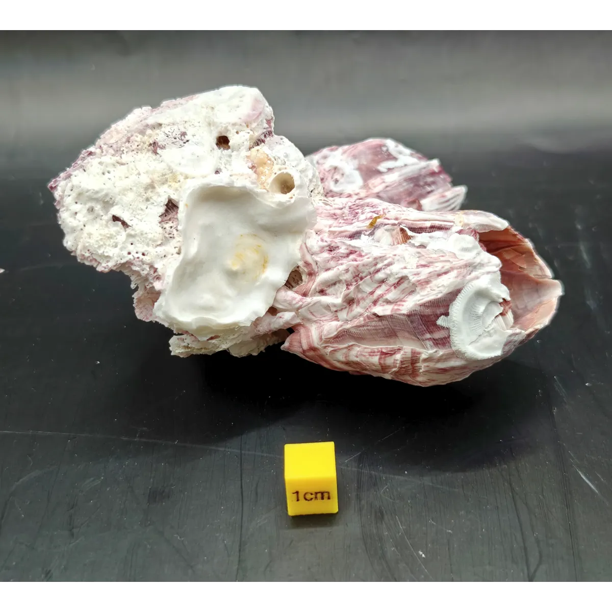 Natural Barnacle Cluster (Small)