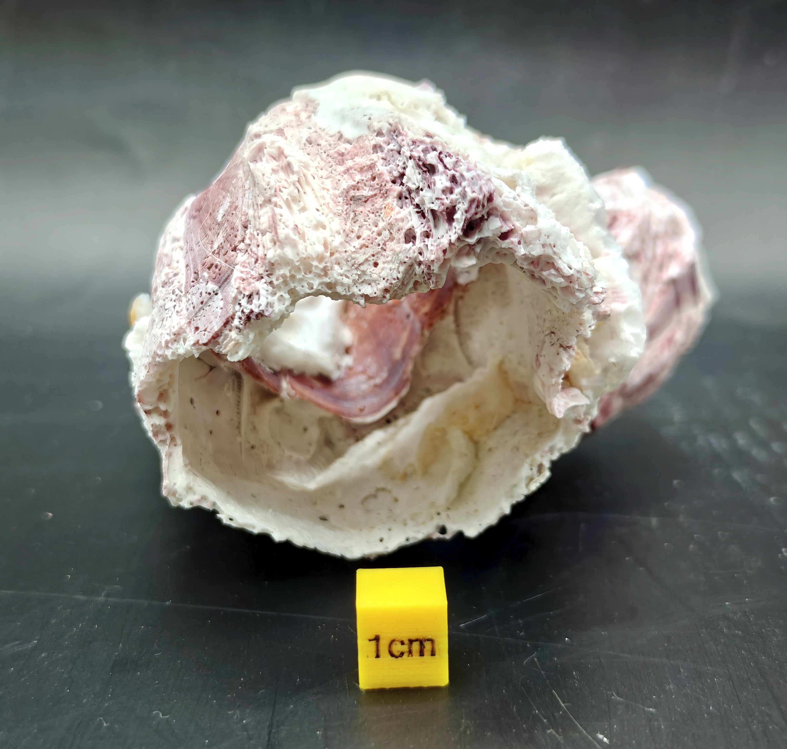 Natural Barnacle Cluster (Small)